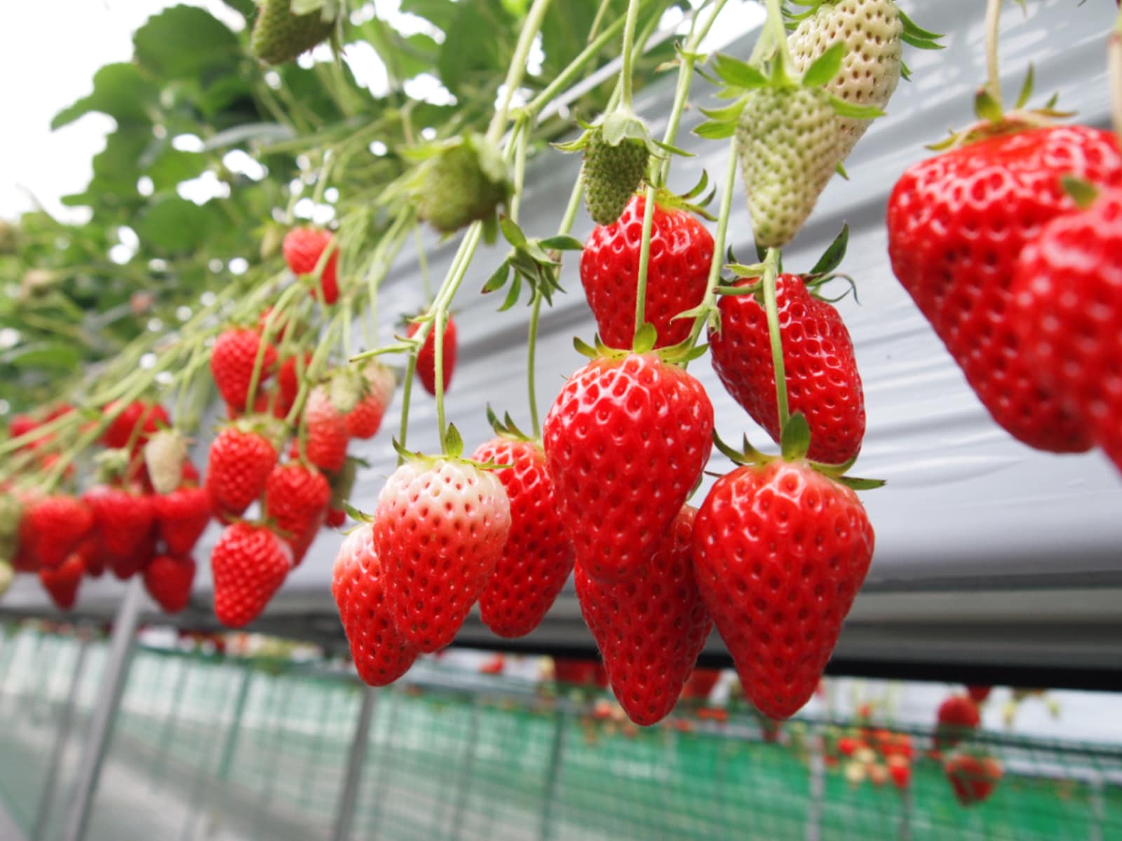 「栃木県のいちご狩りスポット」ランキング