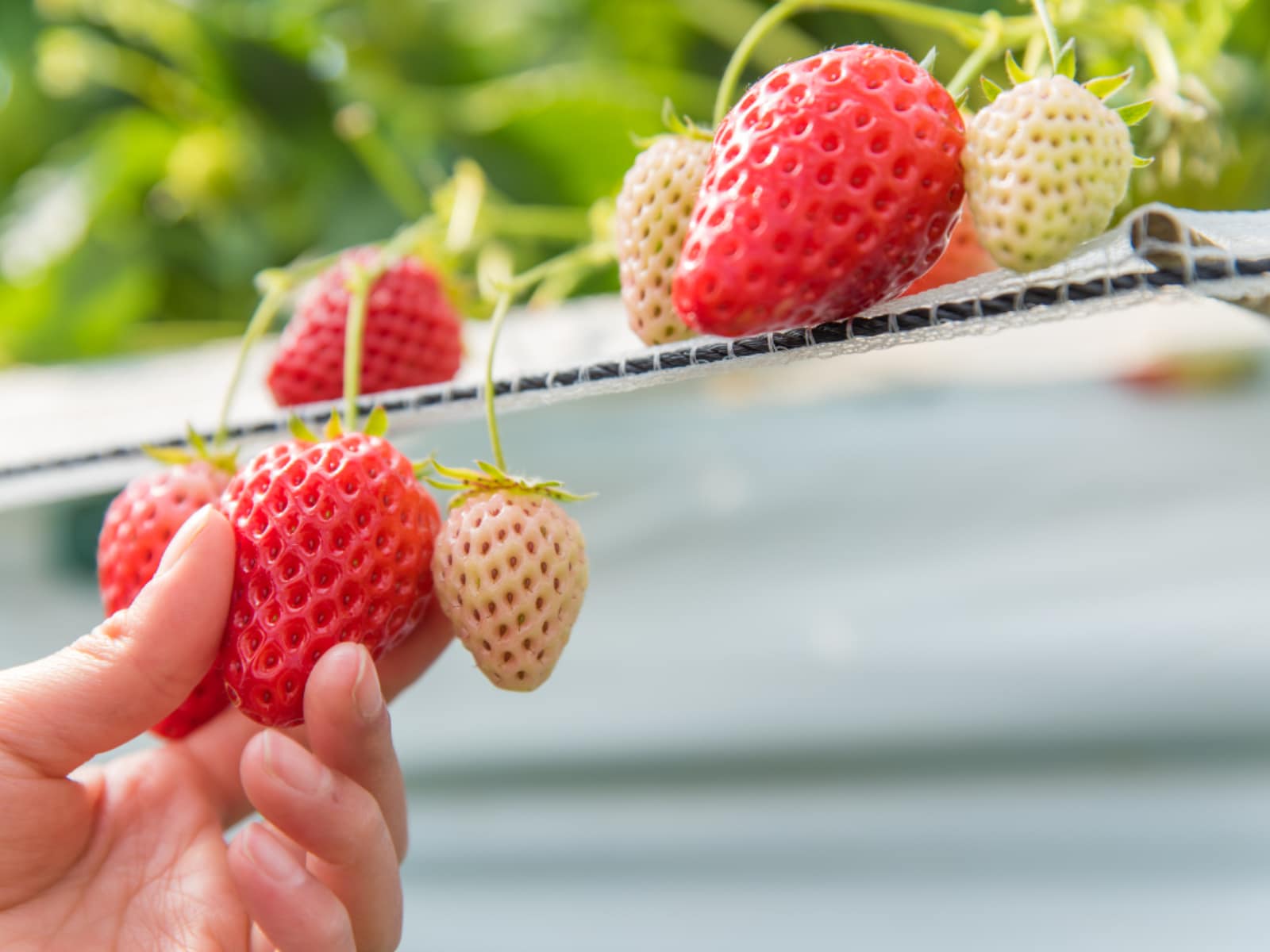 「東京都のいちご狩りスポット」ランキング