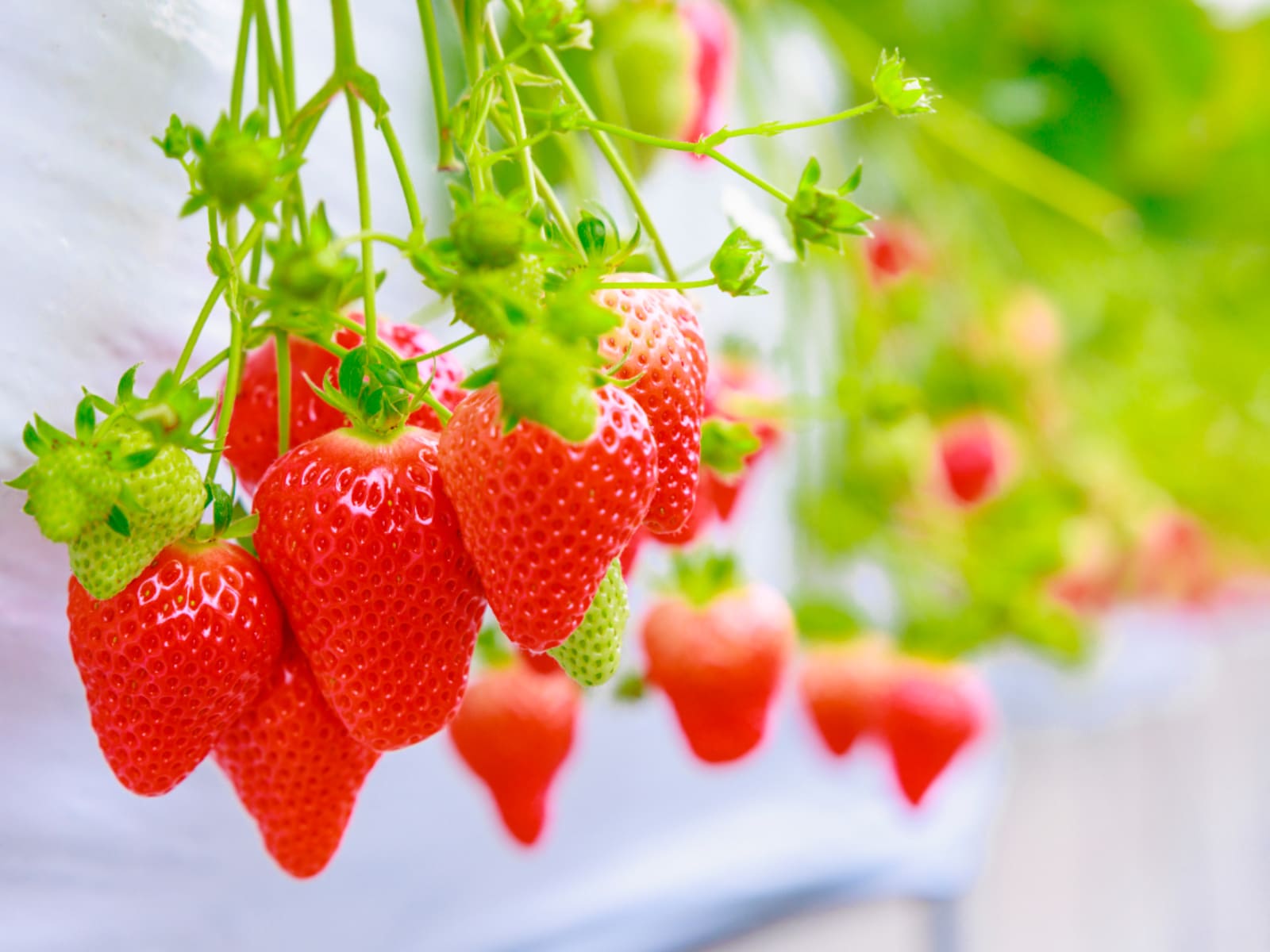 「埼玉県のいちご狩りスポット」ランキング