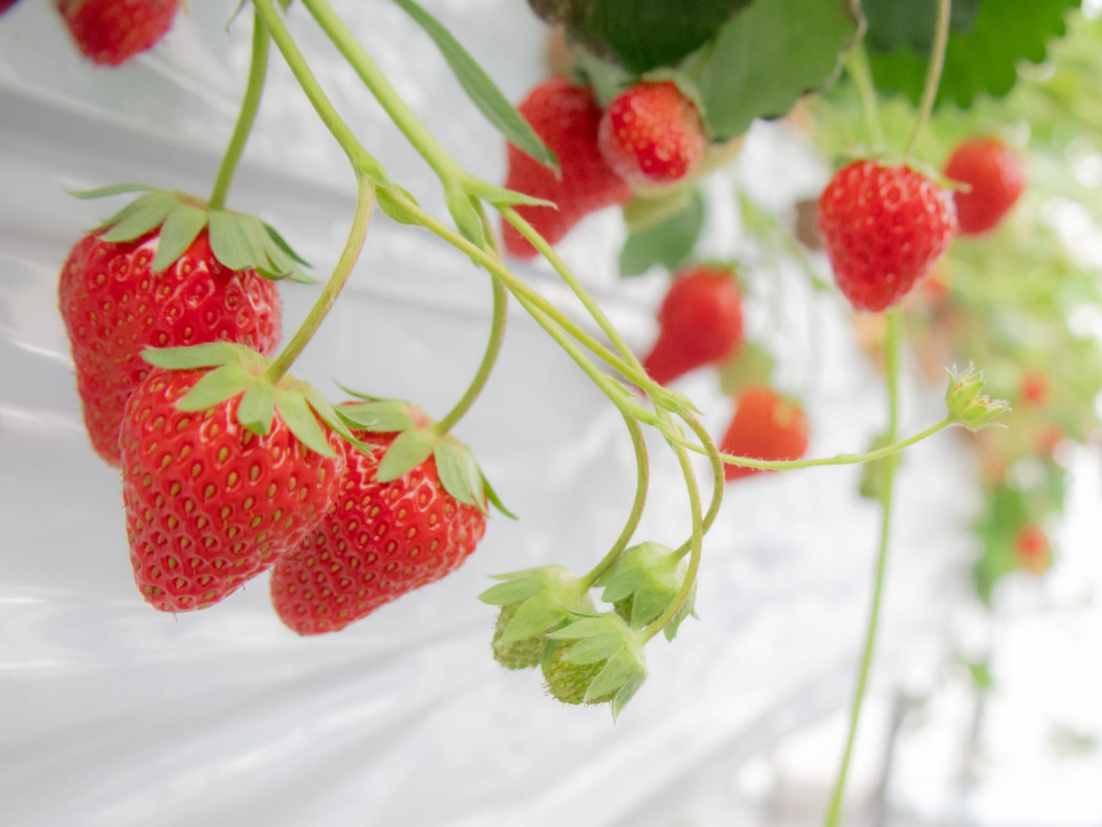 「群馬県のいちご狩りスポット」ランキング