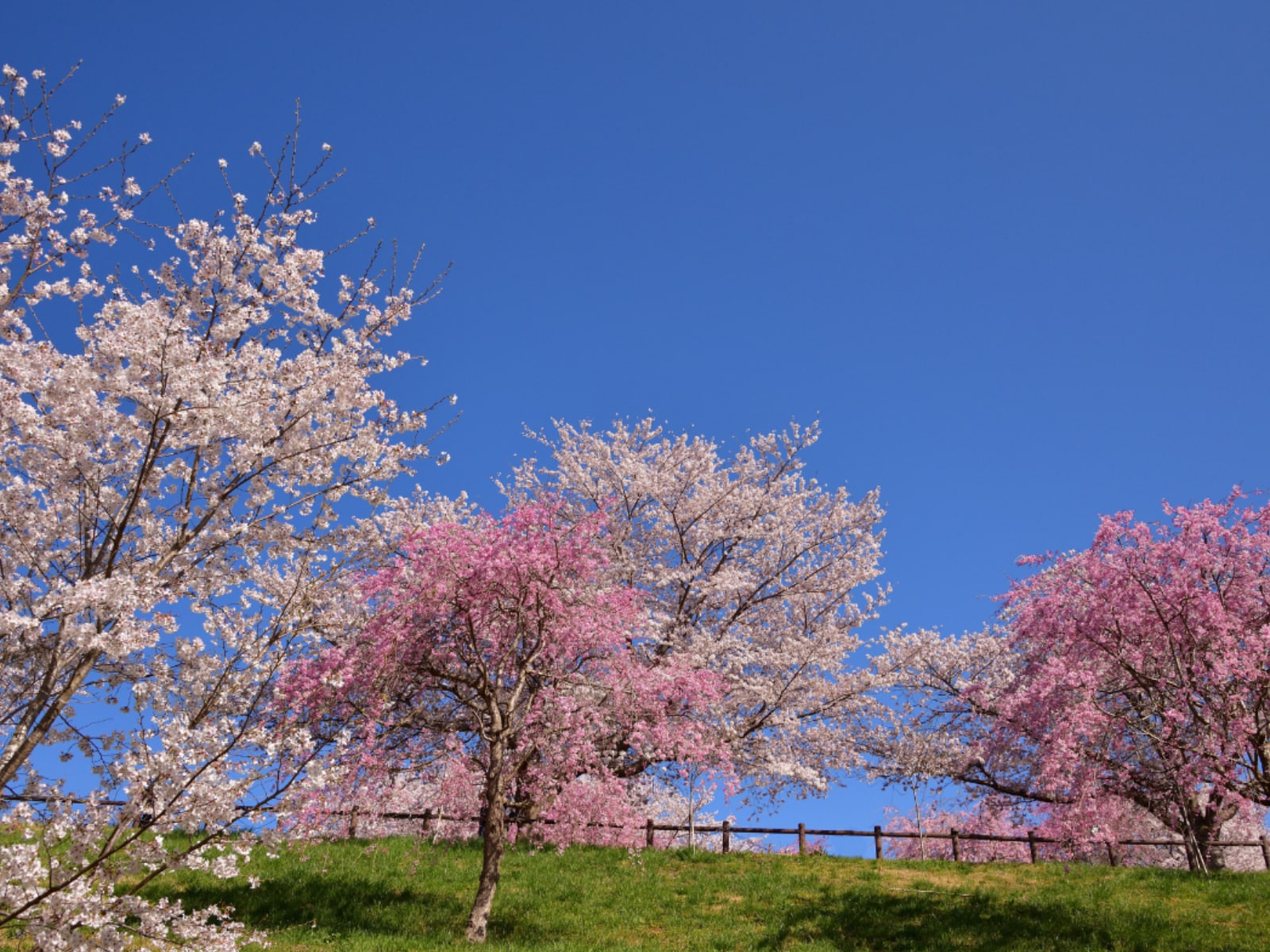 「千葉で行ってみたい＆好きな桜の名所」ランキング