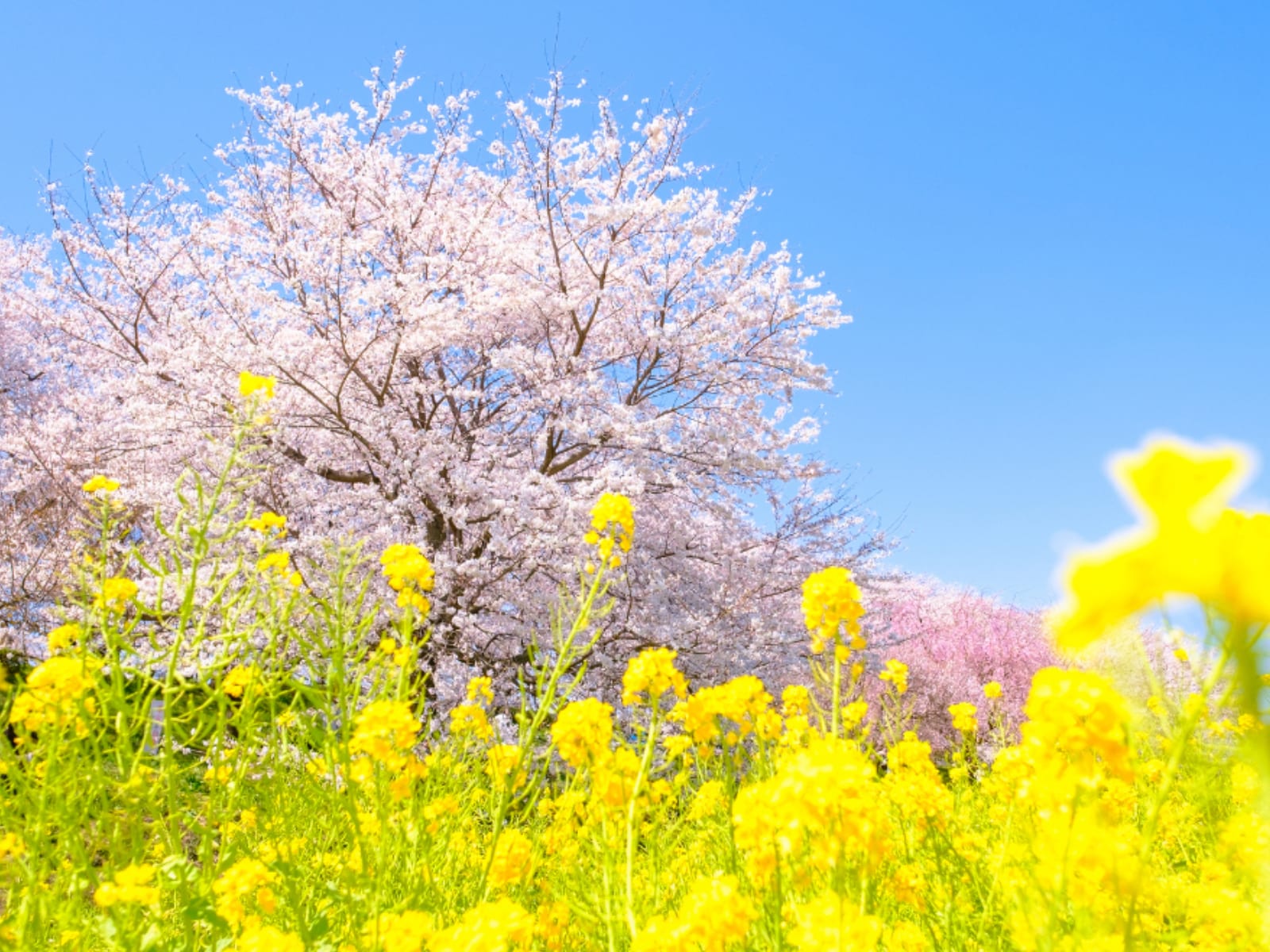 「埼玉で行ってみたい＆好きな桜の名所」ランキング