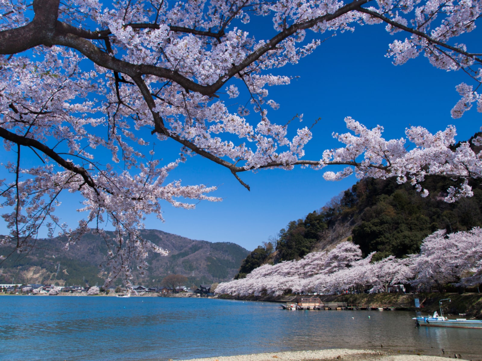 「滋賀で行ってみたい＆好きな桜の名所」ランキング