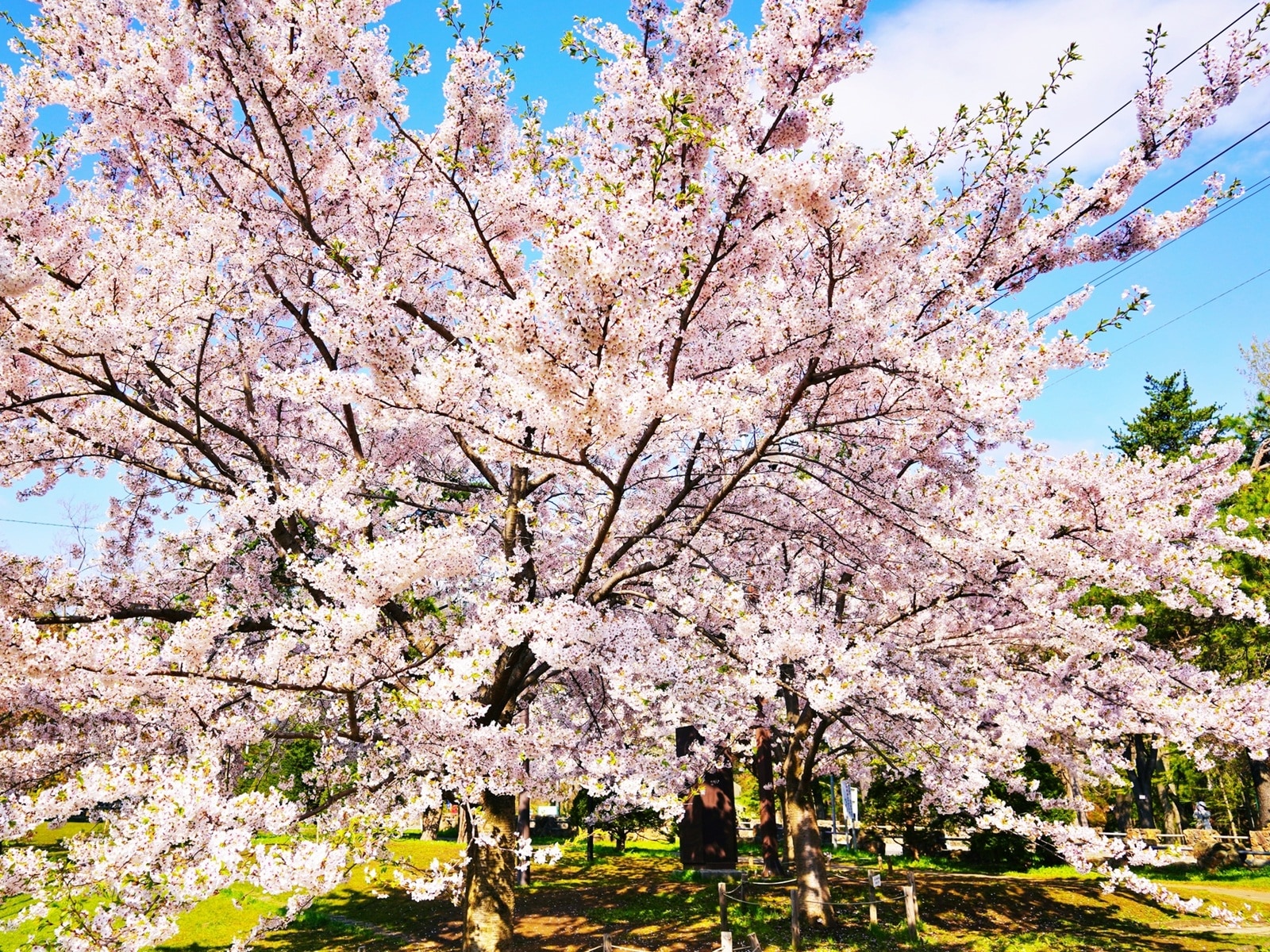 北海道で「行ってみたい＆好きな桜の名所」ランキング