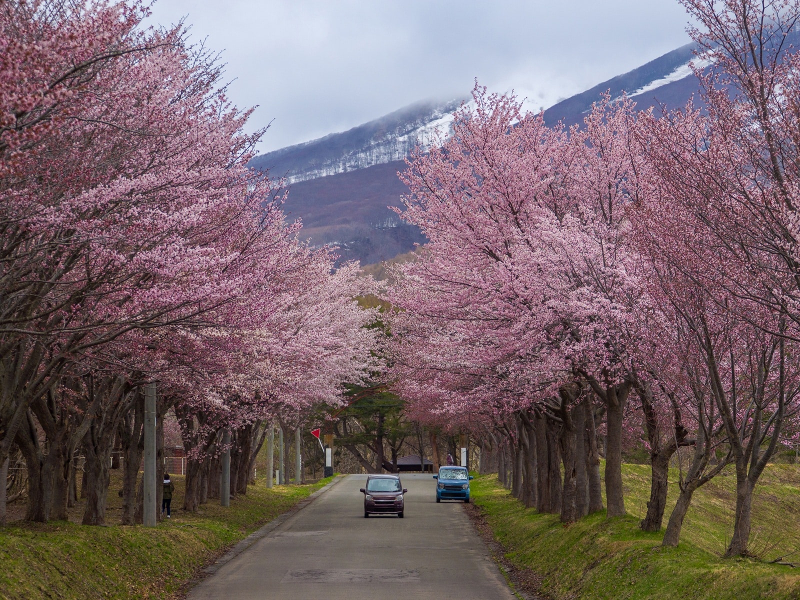 青森県で「行ってみたい＆好きな桜の名所」ランキング