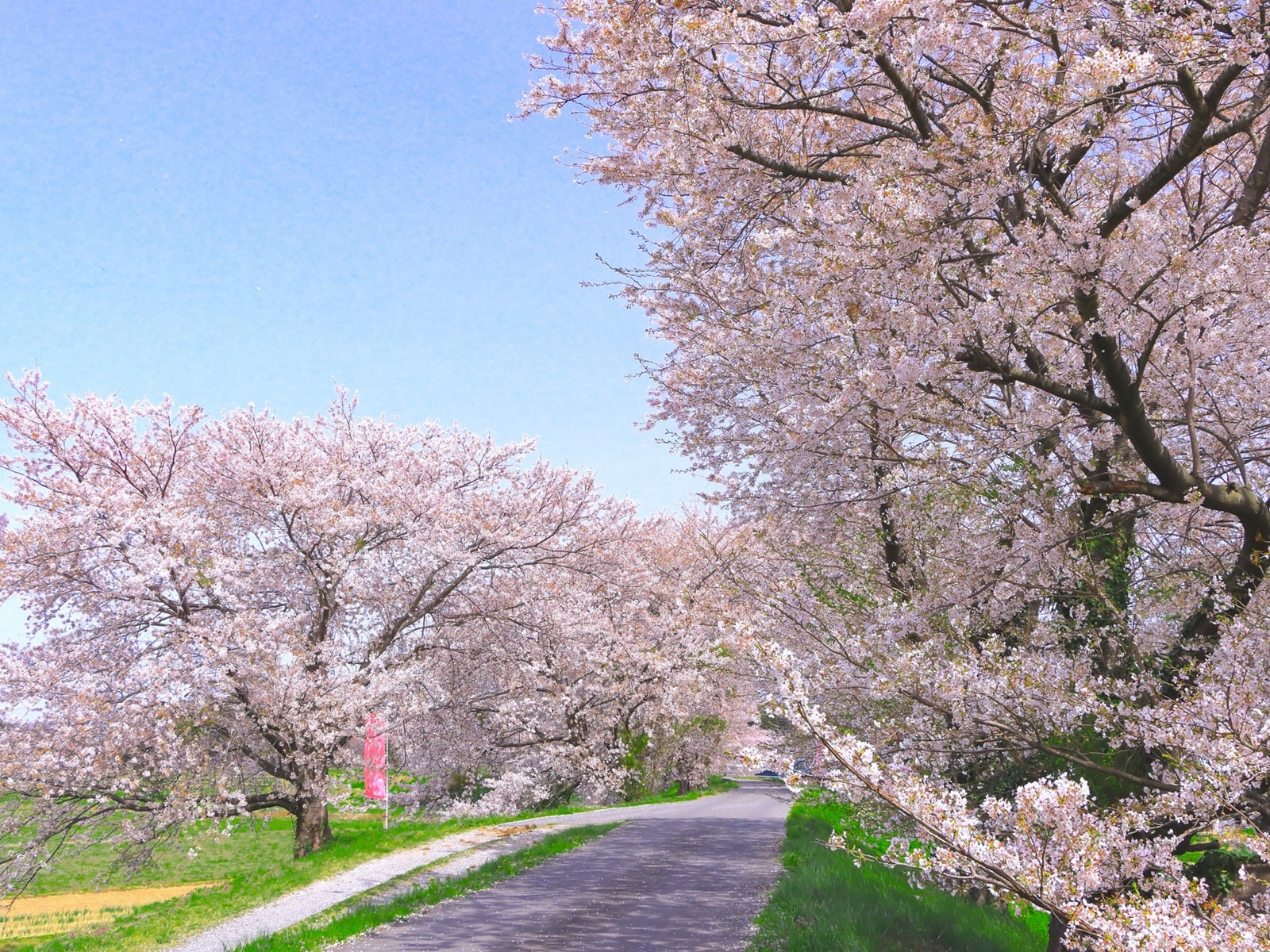 宮城県で「行ってみたい＆好きな桜の名所」ランキング