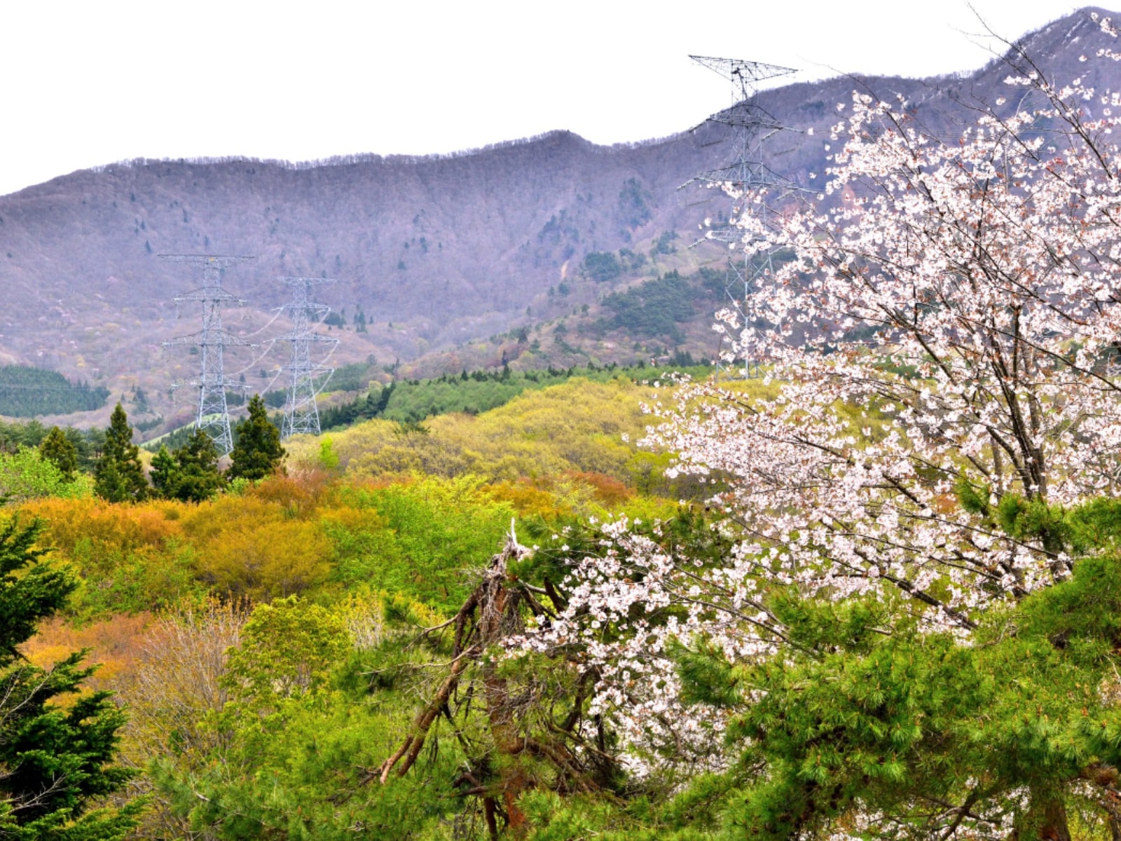 春に行きたいと思う「山形県の旅行先」ランキング