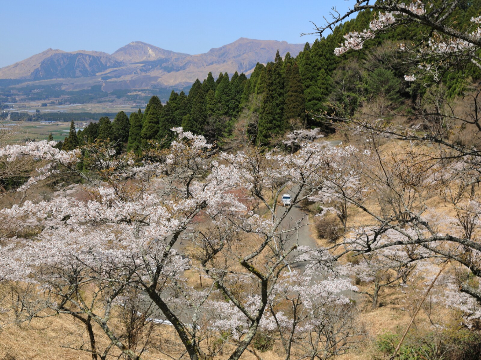 「熊本で行ってみたい＆好きな桜の名所」ランキング