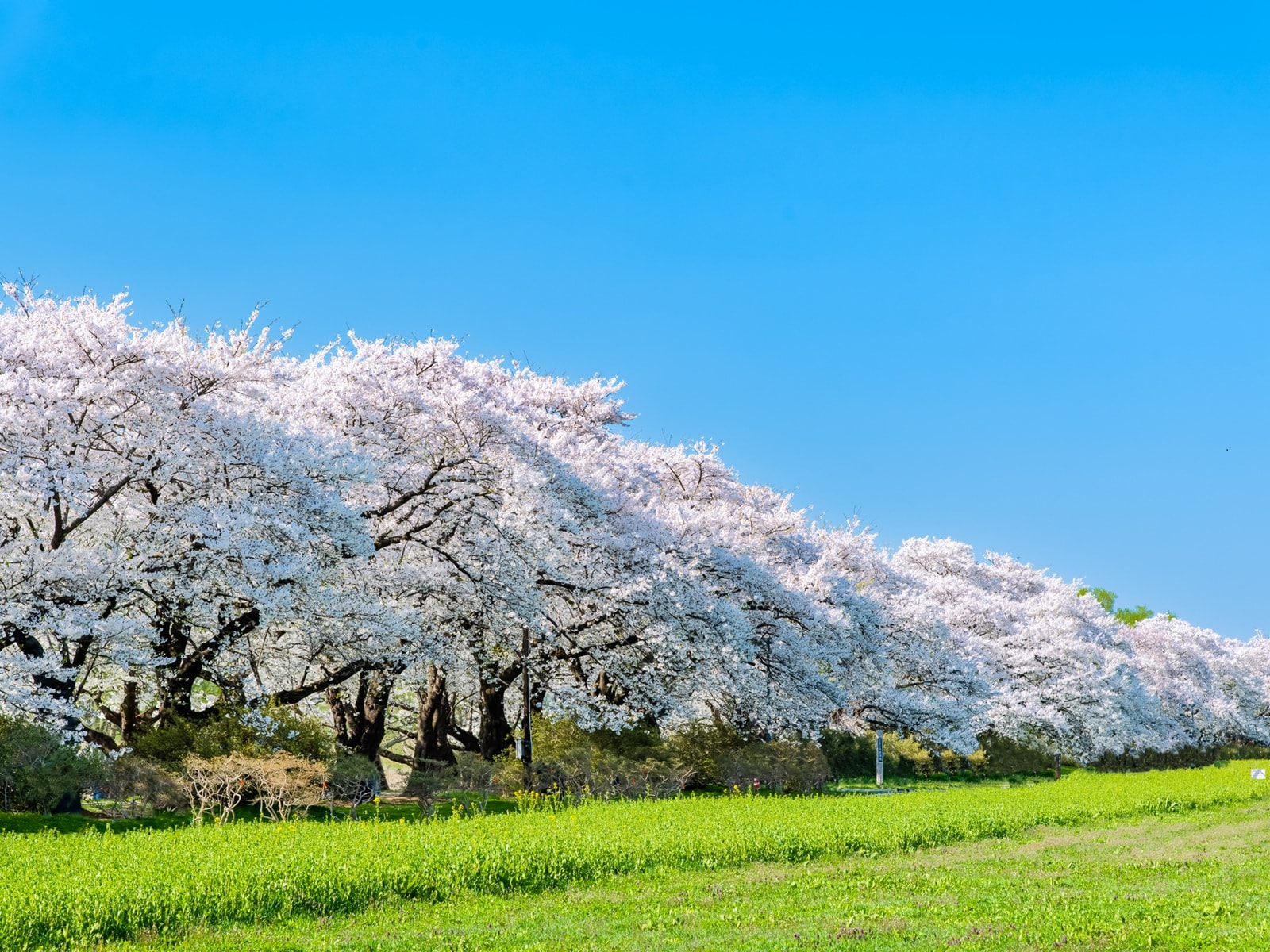 春に行きたいと思う「岩手県の公園」ランキング