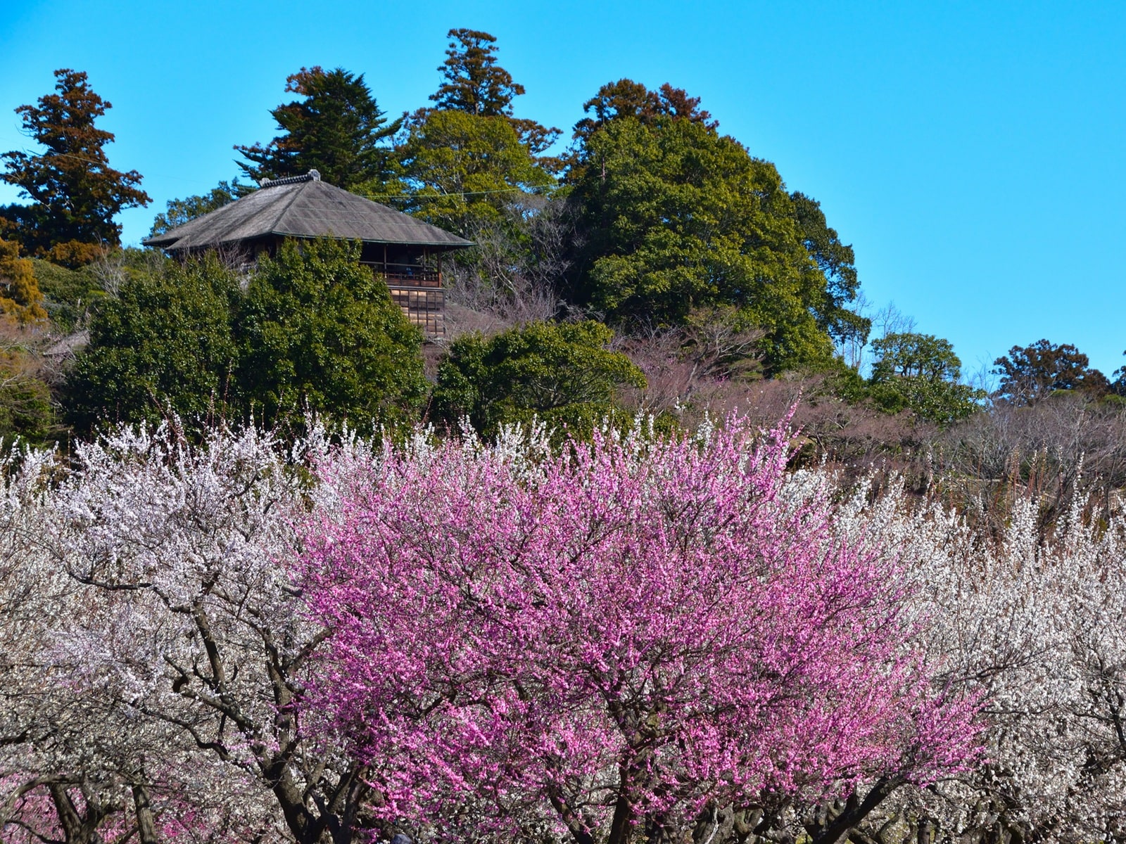 春に行きたいと思う「茨城県の旅行先」ランキング