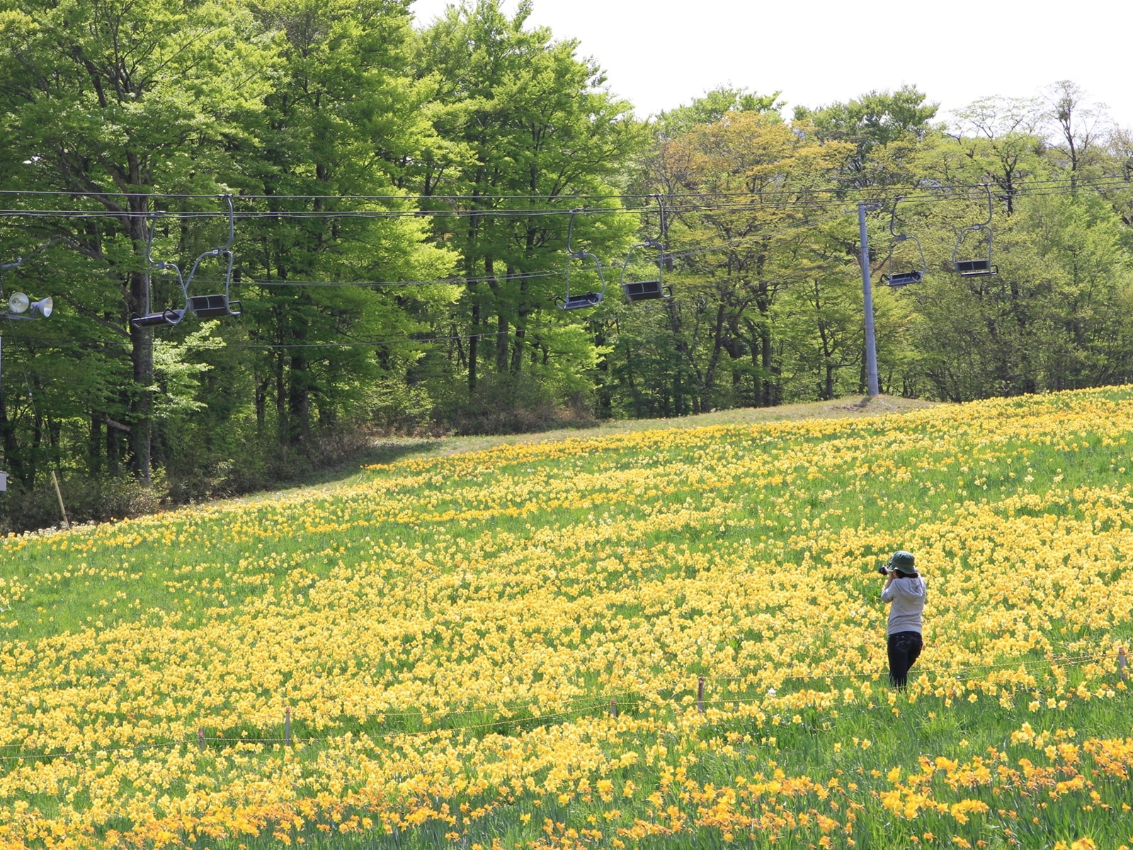 東北地方の「ゴールデンウイークに行きたい花畑」ランキング