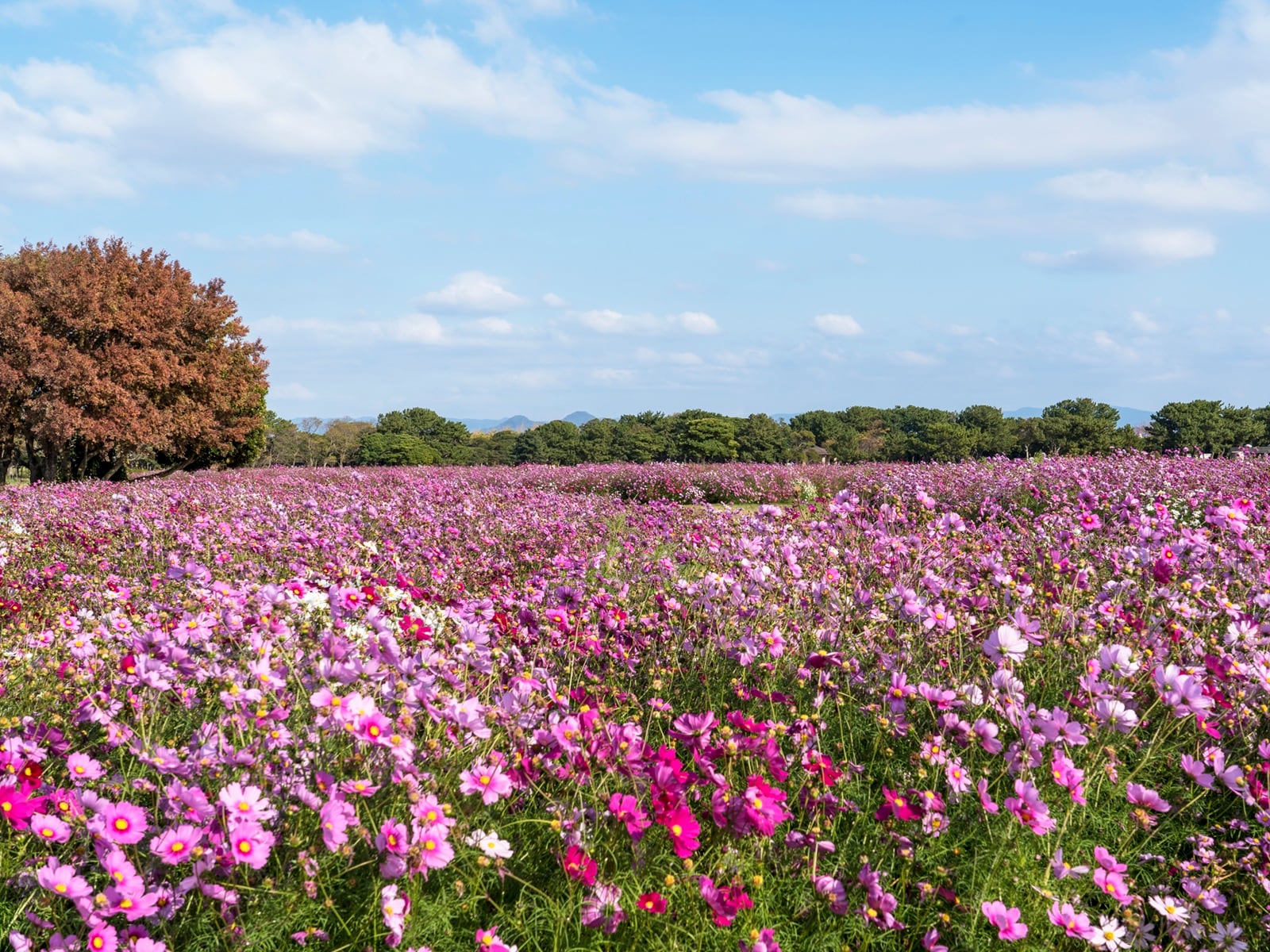 九州・沖縄地方の「ゴールデンウイークに行きたい花畑」ランキング