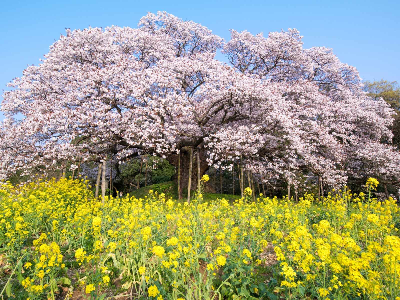 吉高の大桜