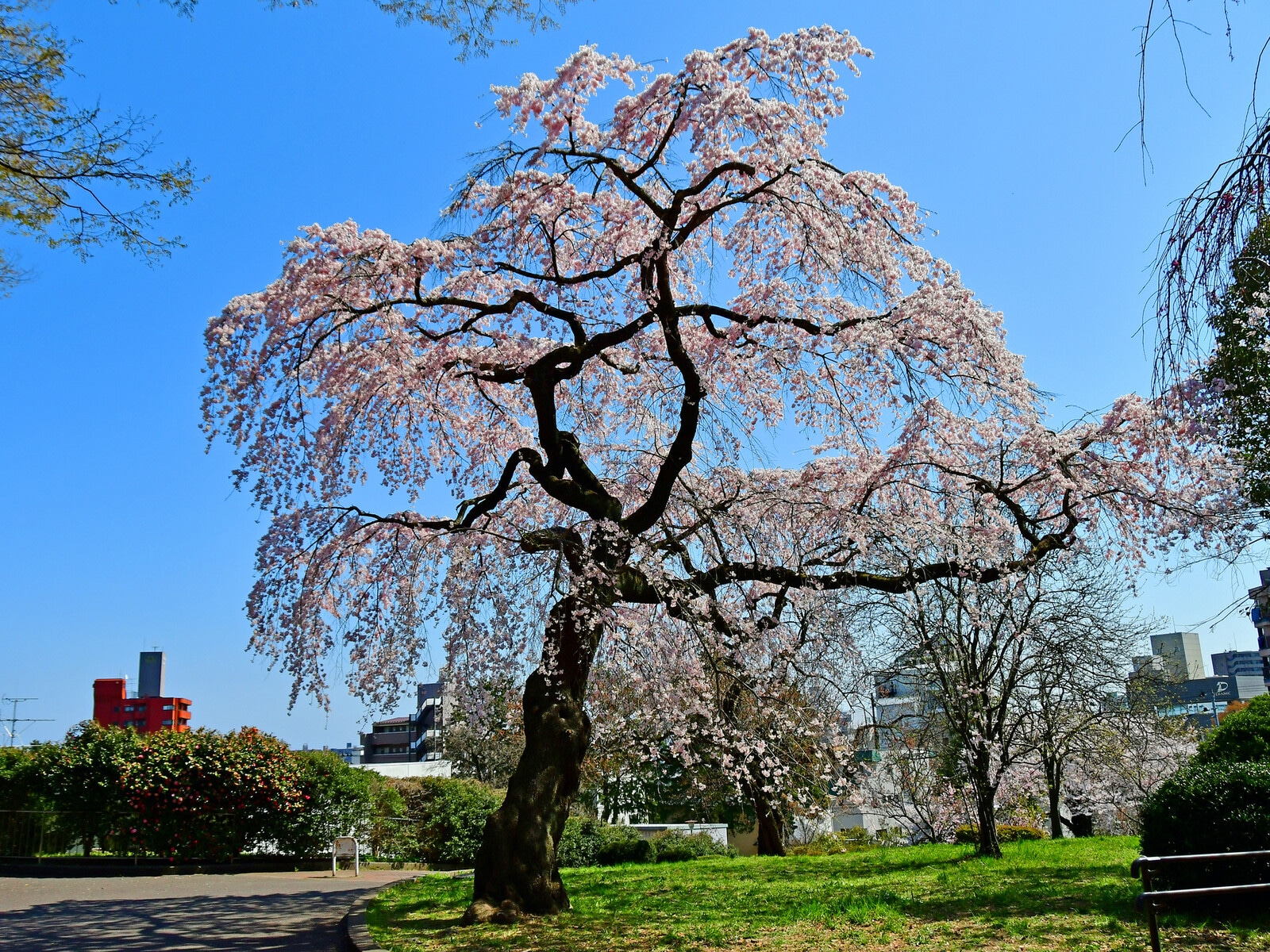 榴岡公園
