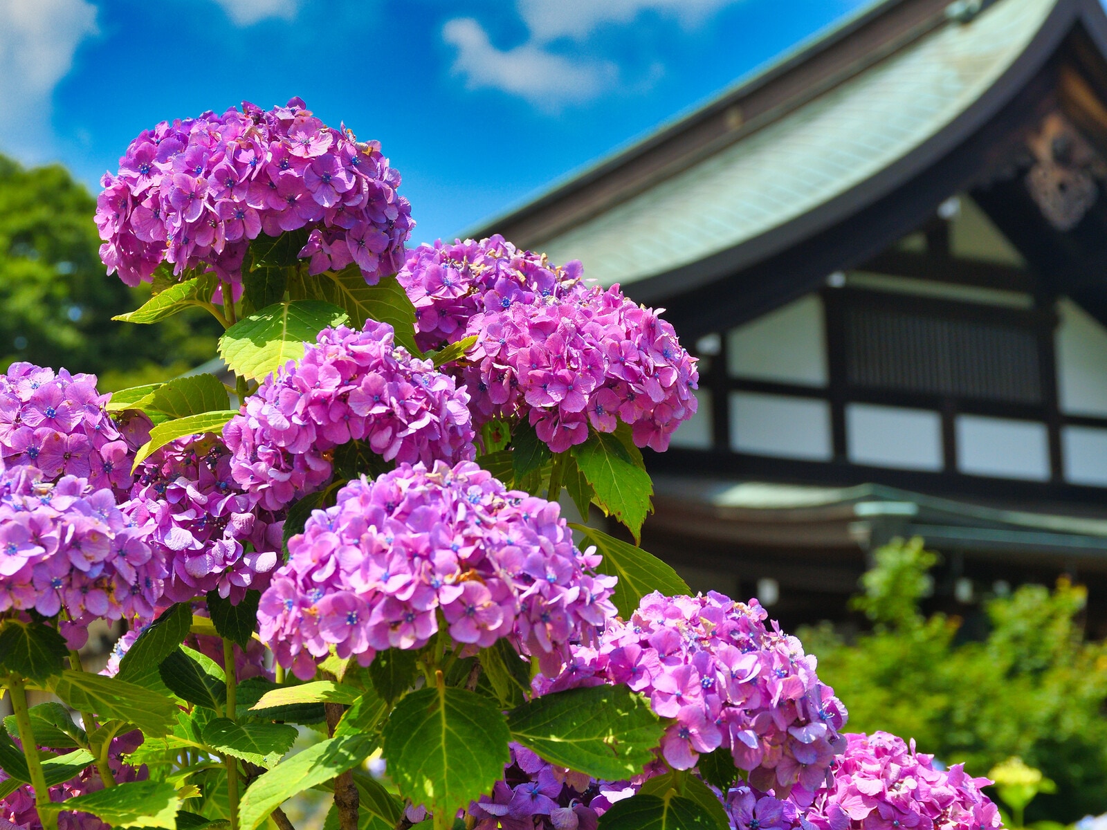 本土寺のあじさい