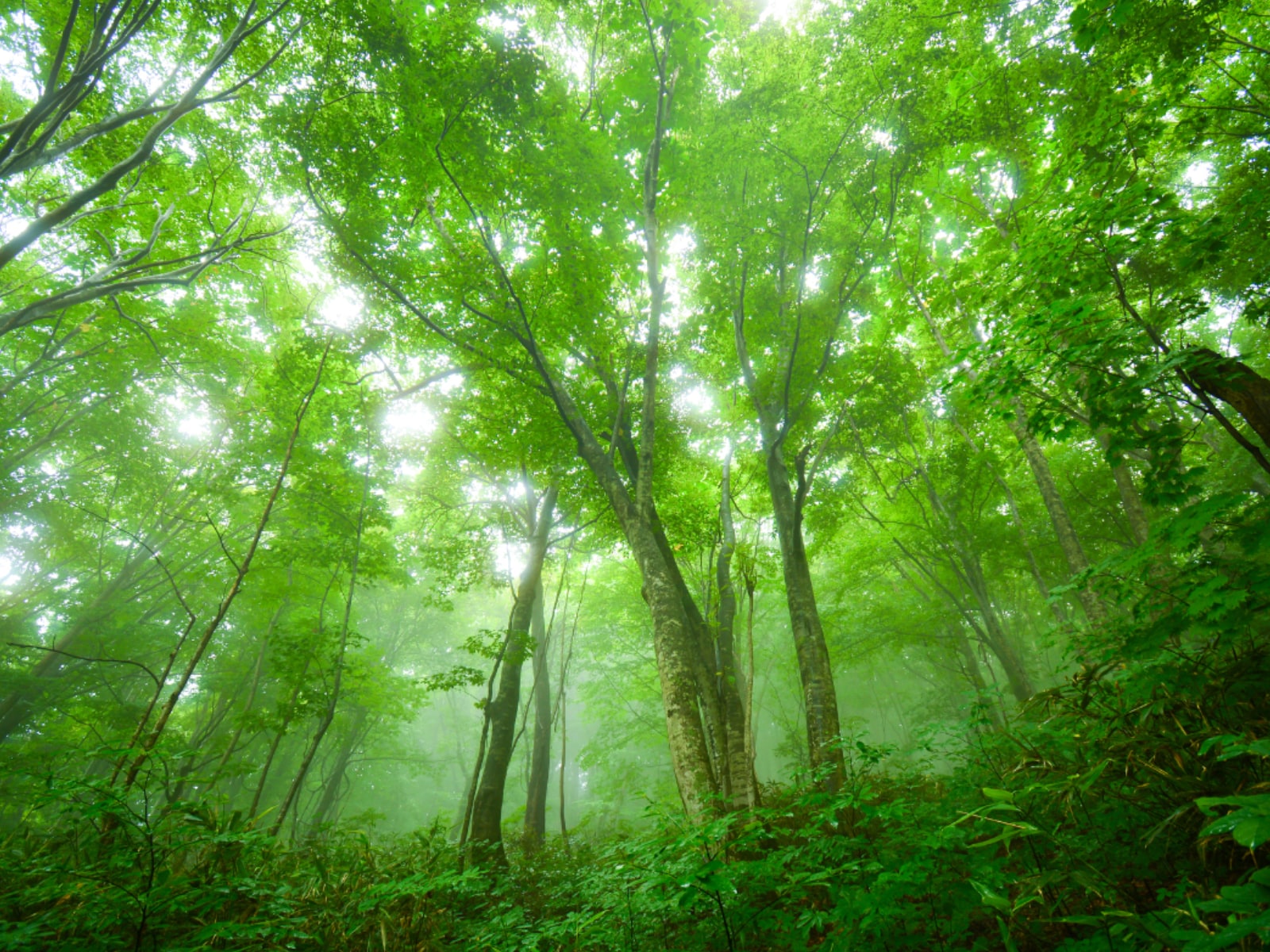 「梅雨に行きたいと思う秋田県の旅行先」ランキング