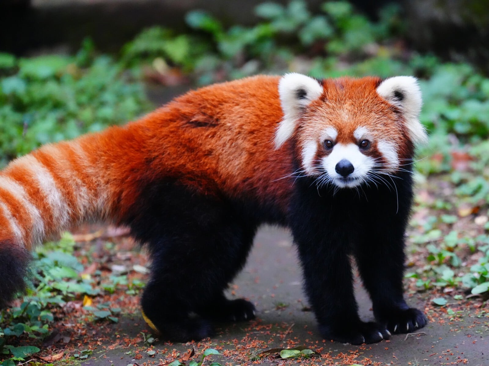 江戸川区自然動物園