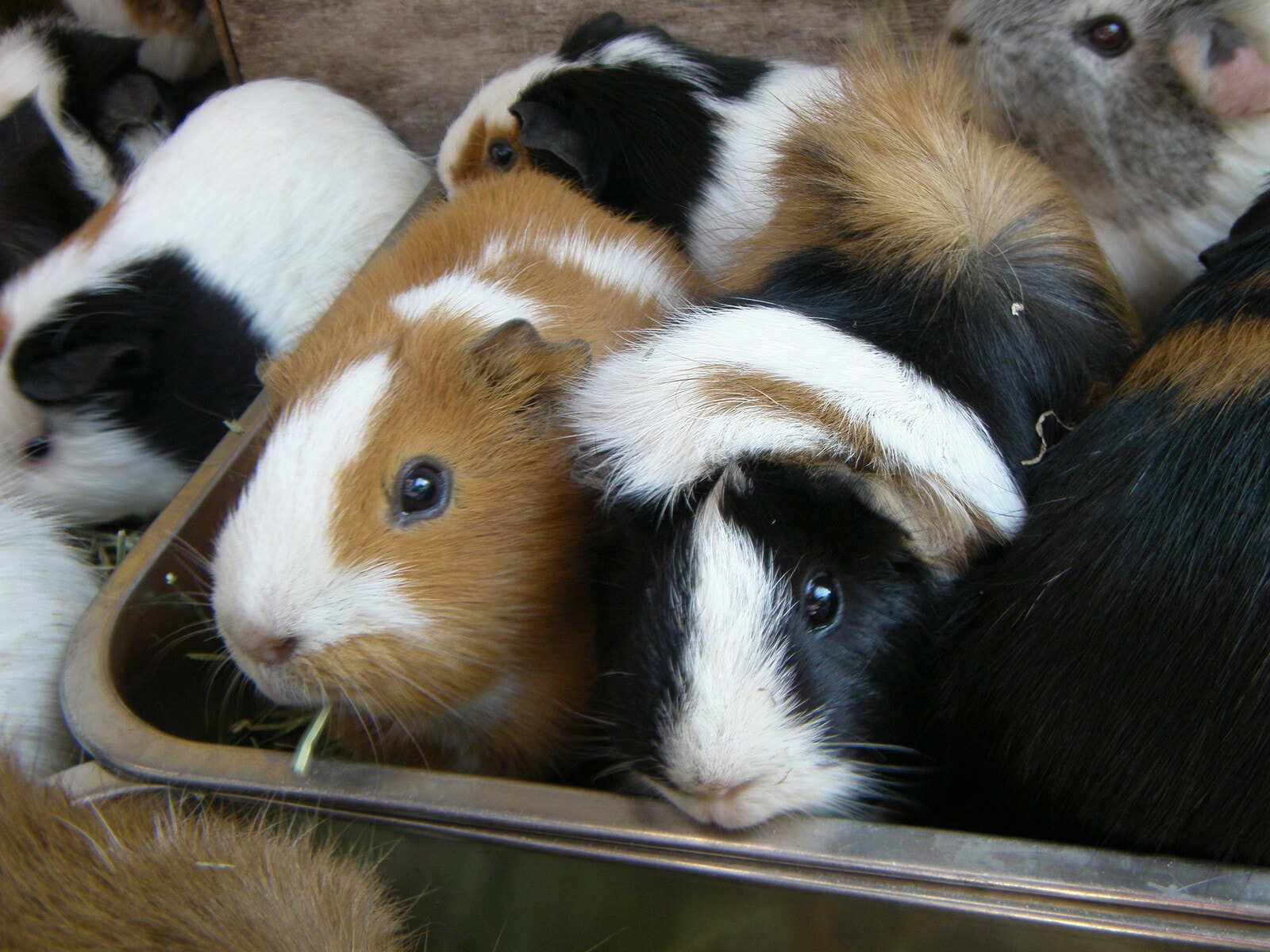 板橋こども動物園