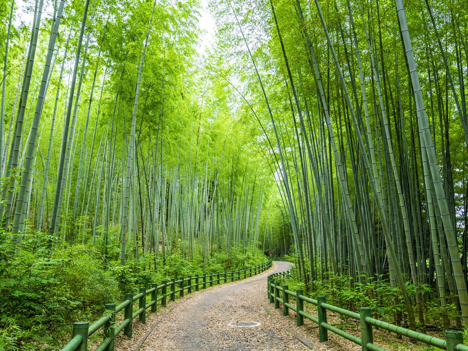 牧野ヶ池緑地の竹の小径