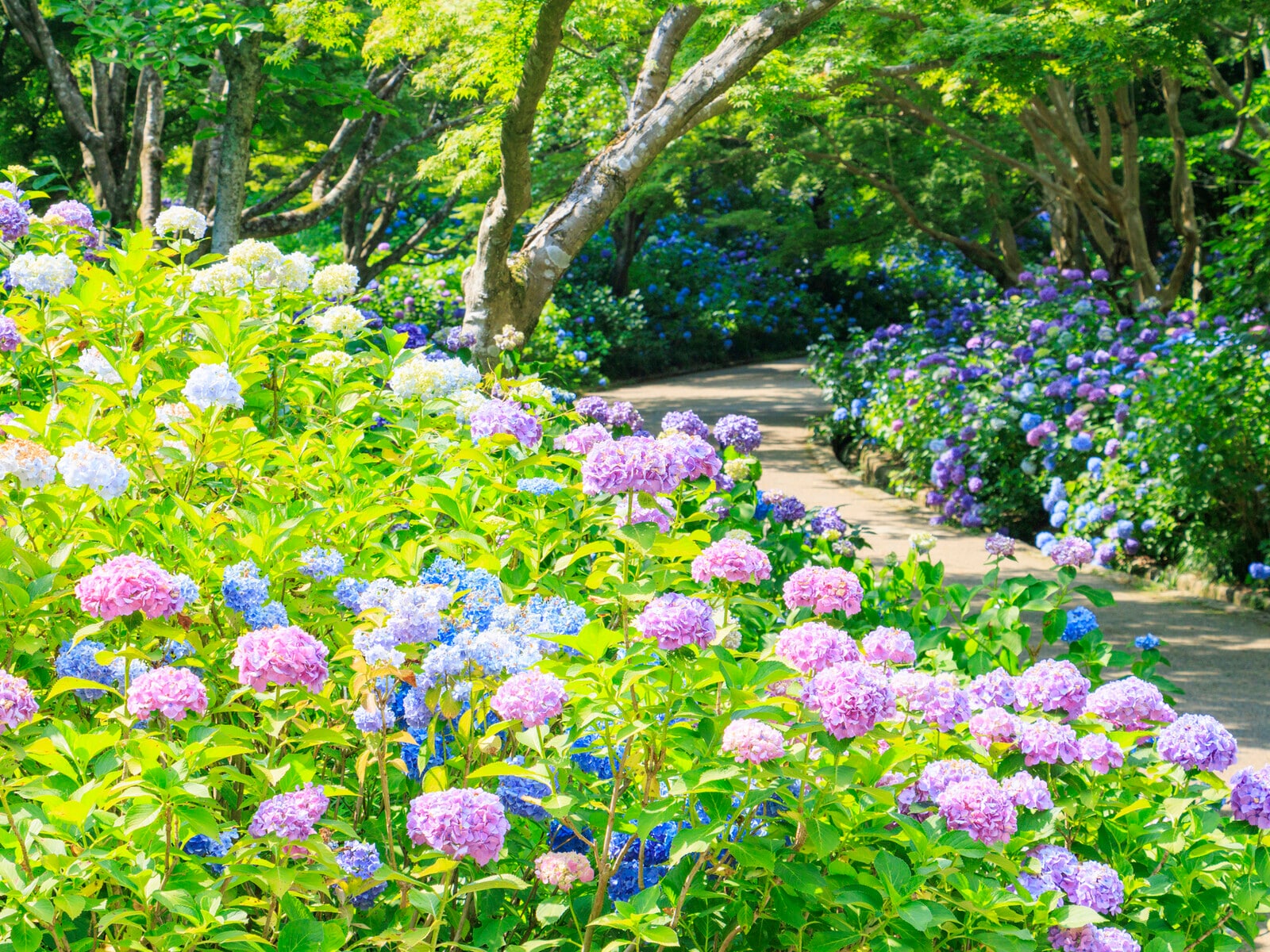 神戸市立森林植物園