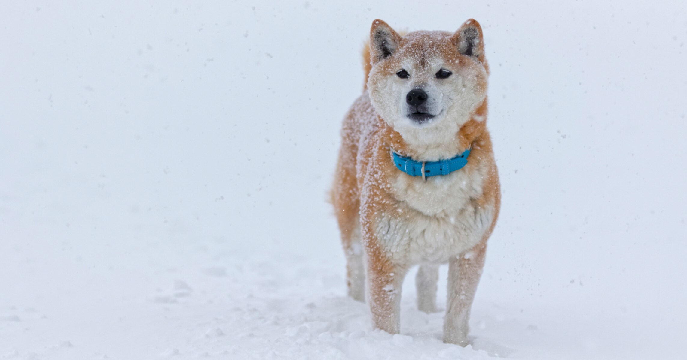 北海道・札幌では初雪を観測！動物たちにも冬が訪れてきた～