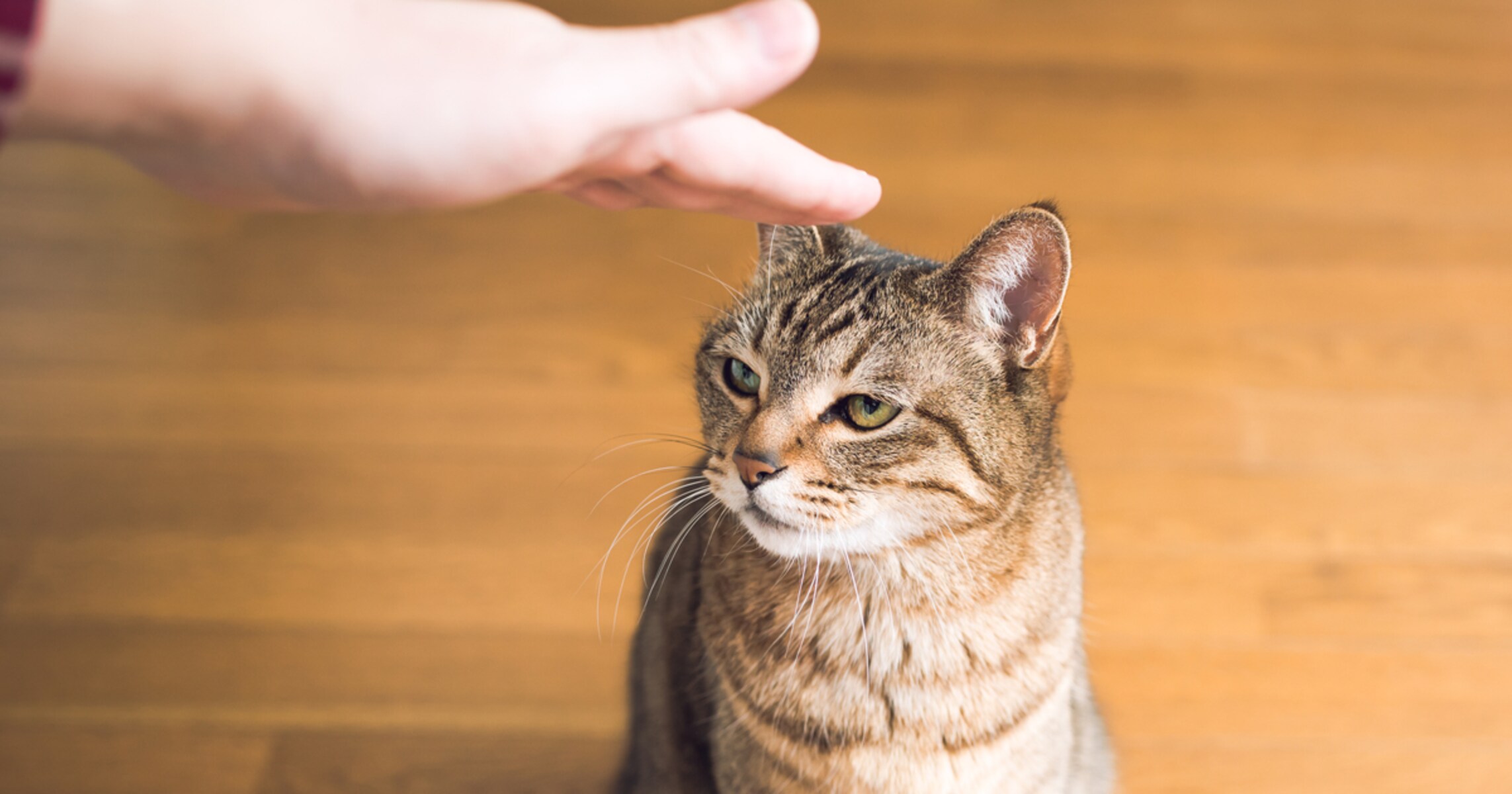 触れようとしたら…人間味溢れる猫ちゃんの反応が「品がある」「礼儀正しい！」と話題に…