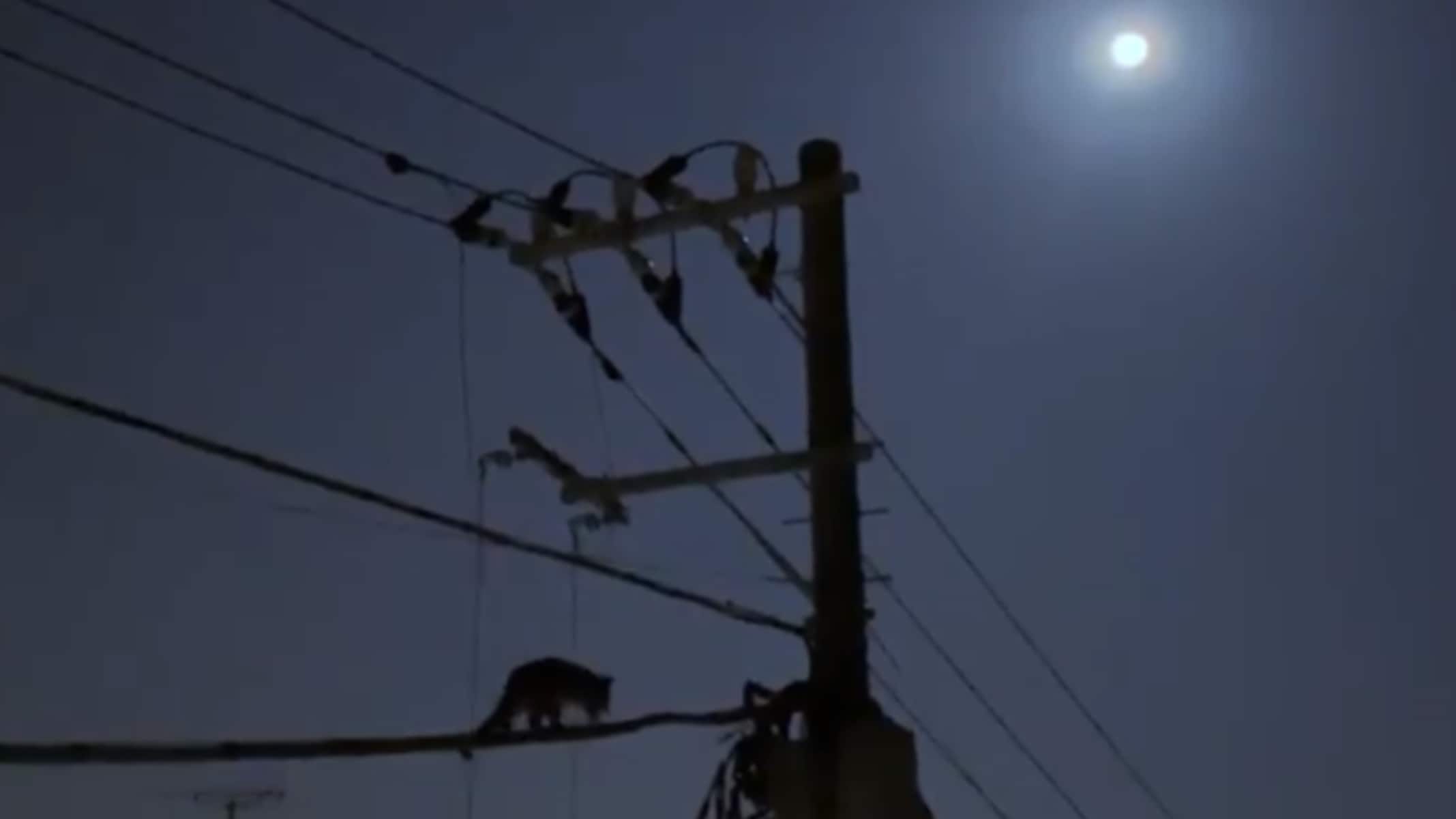 「ちっちゃいねこバス？」午前3時ベランダで月夜を眺めていたら…電線を歩く動物の正体とは…？