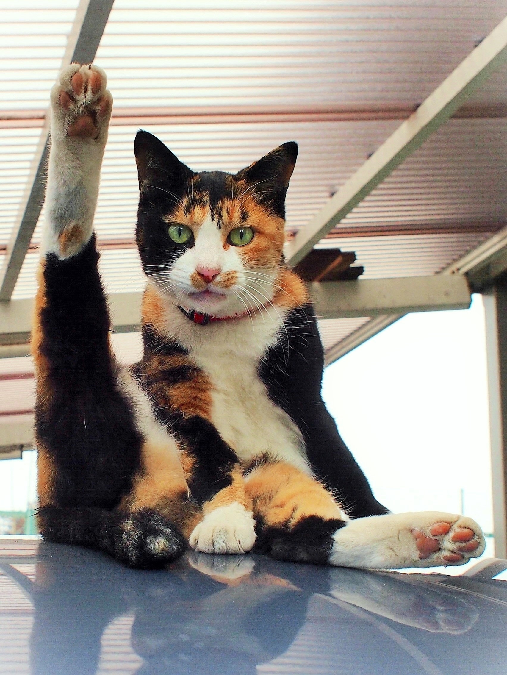 画像出典：『猫は奇跡』（佐竹茉莉子・著／辰巳出版）