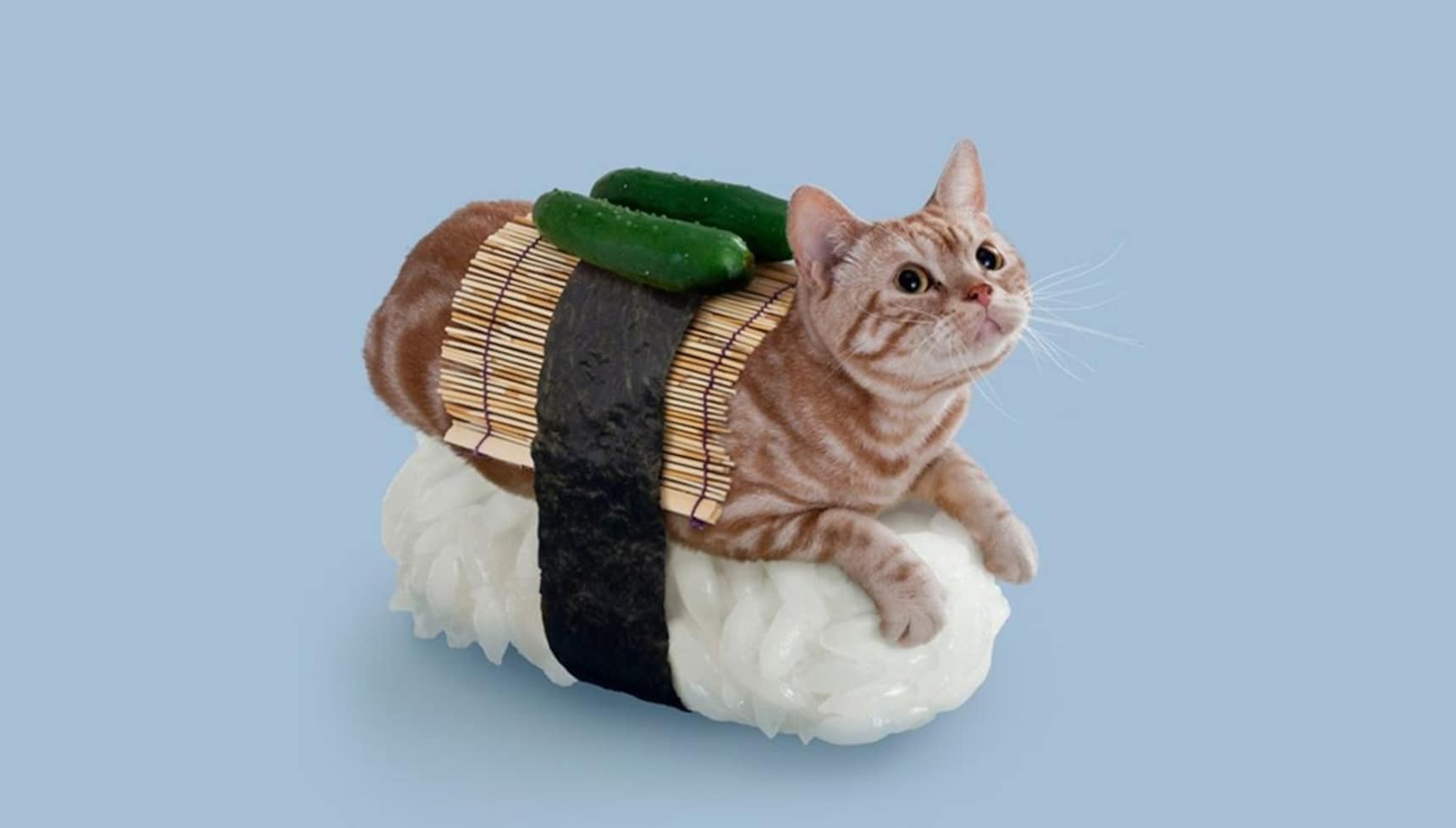 可爱但有点怪的猫寿司