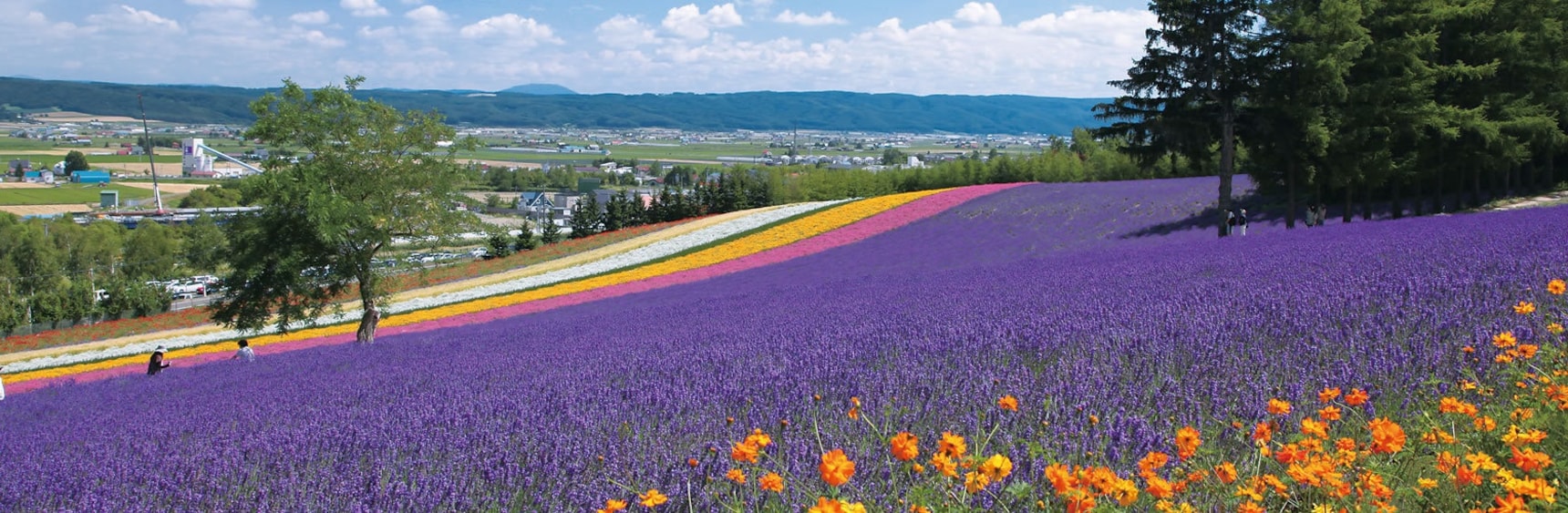 Japan's Top 3 Flower Parks | All About Japan