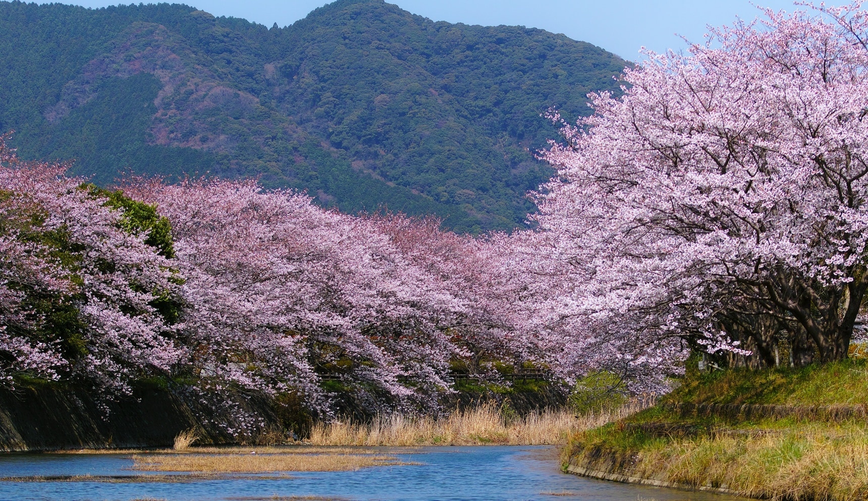 Japan s Top 5 Hanami  Hikes All About Japan