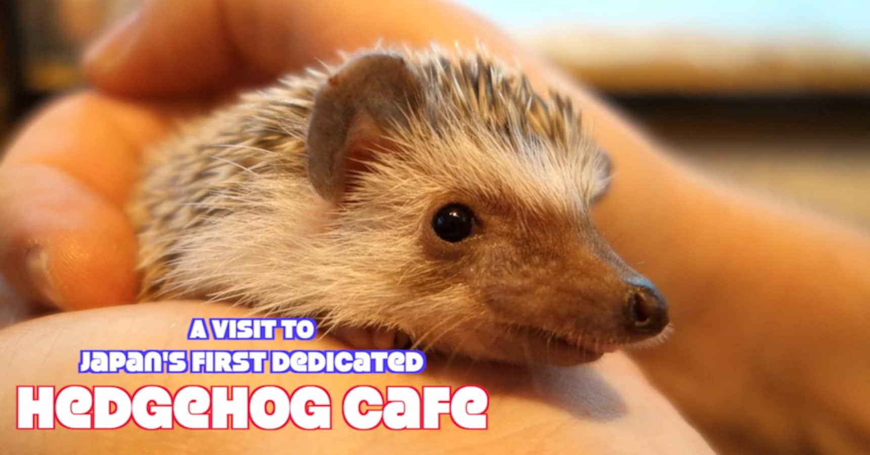 Japan's First Hedgehog Café has Arrived!