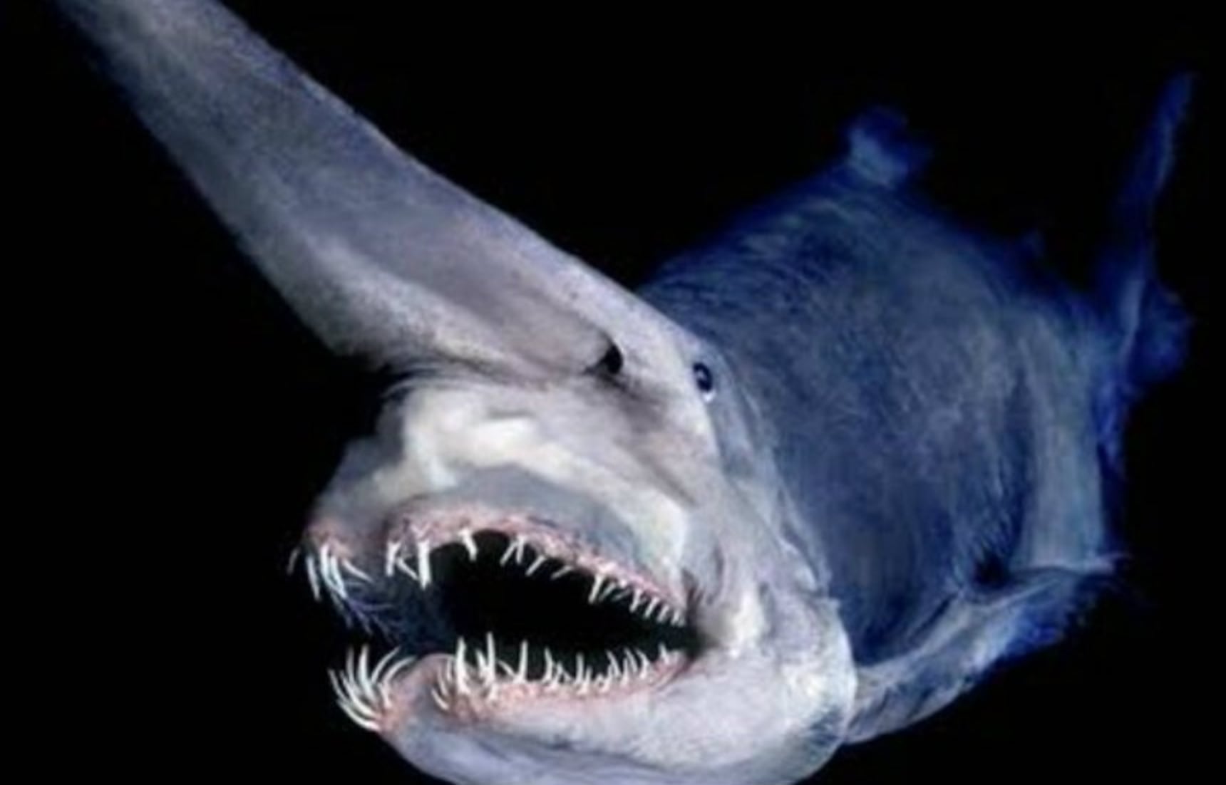 most terrifying creatures on earth