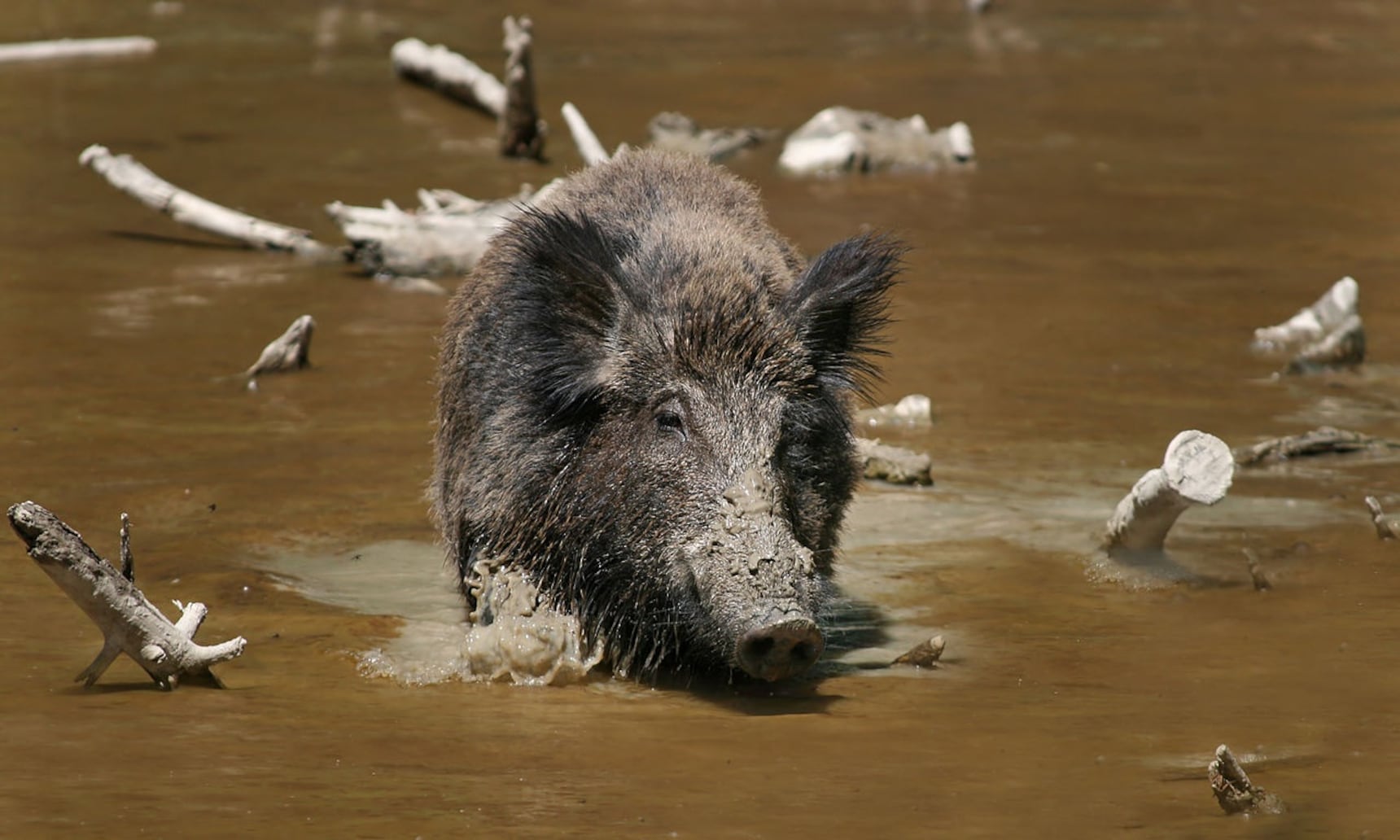 Where Do Wild Boars Outnumber Humans?