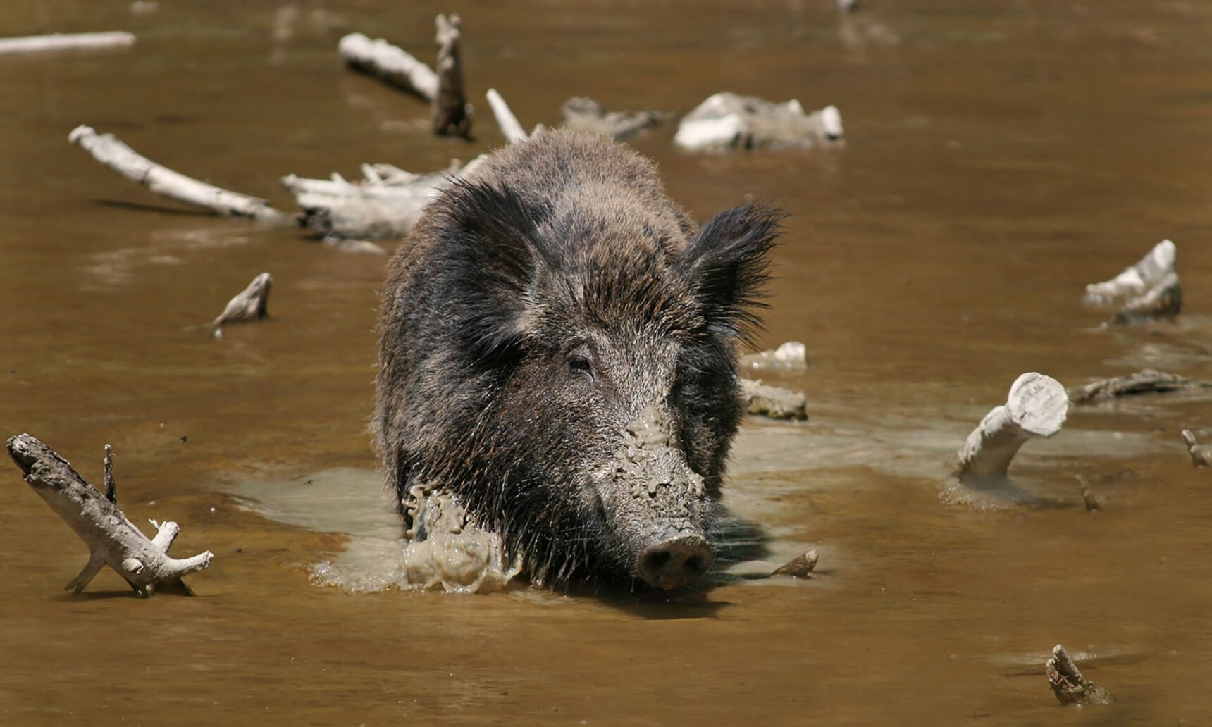 Where Do Wild Boars Outnumber Humans All About Japan