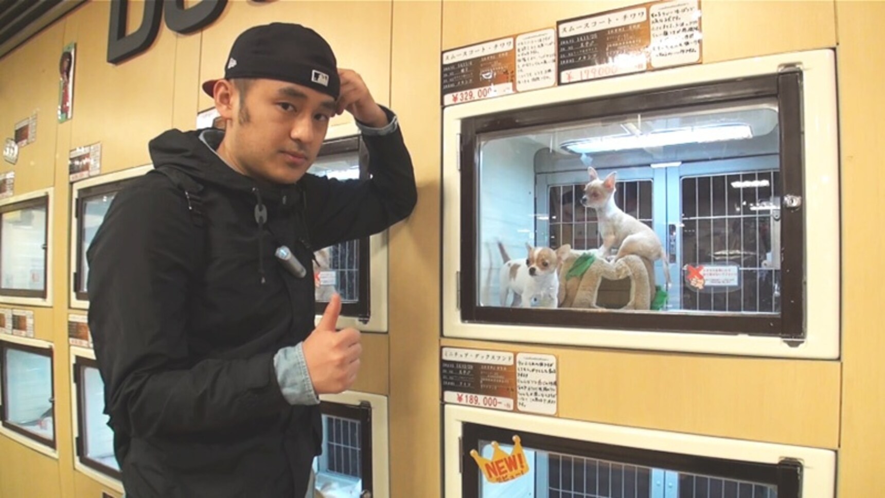 日本寵物店中的奇葩寵物可愛至極！