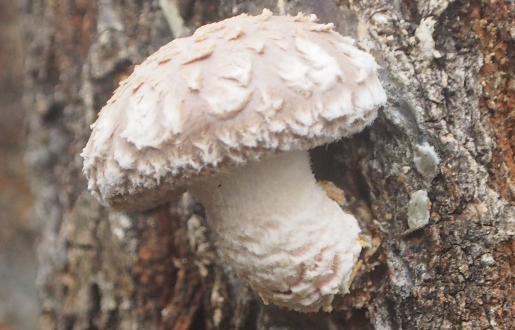We Eat Mushrooms, But What Do Mushrooms Eat?