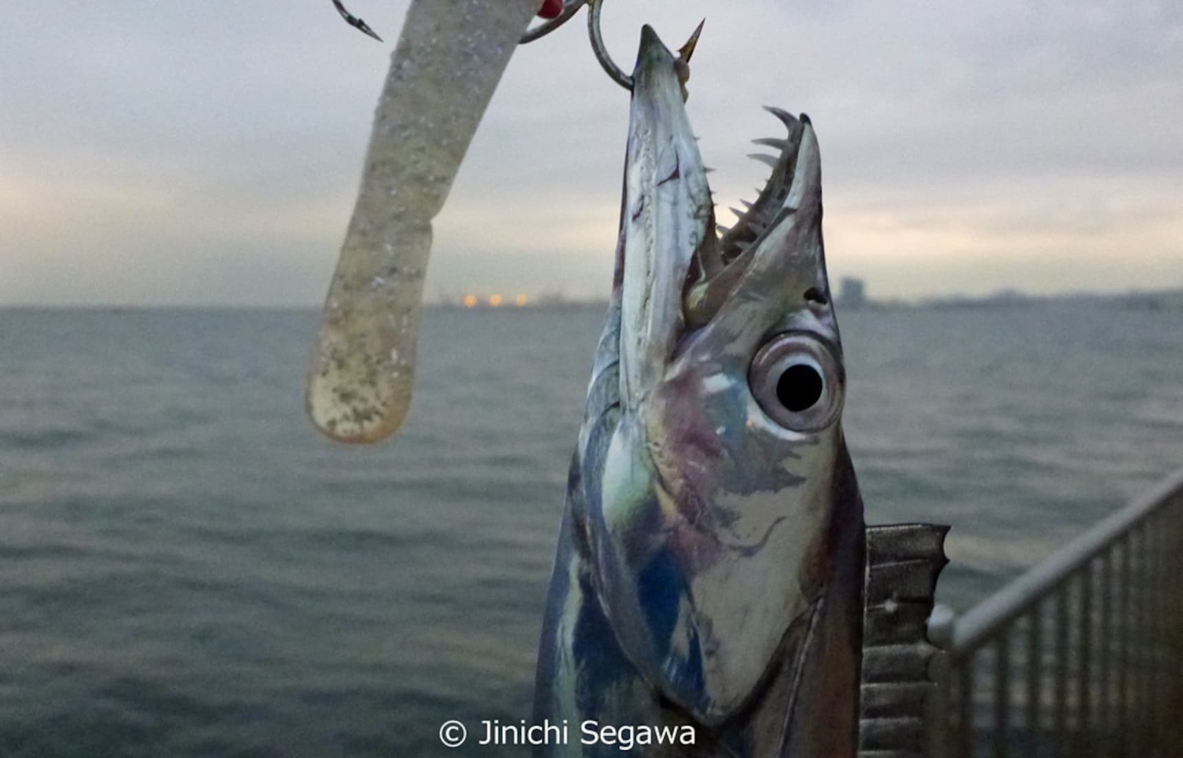 The Big Catch is Cutlassfish