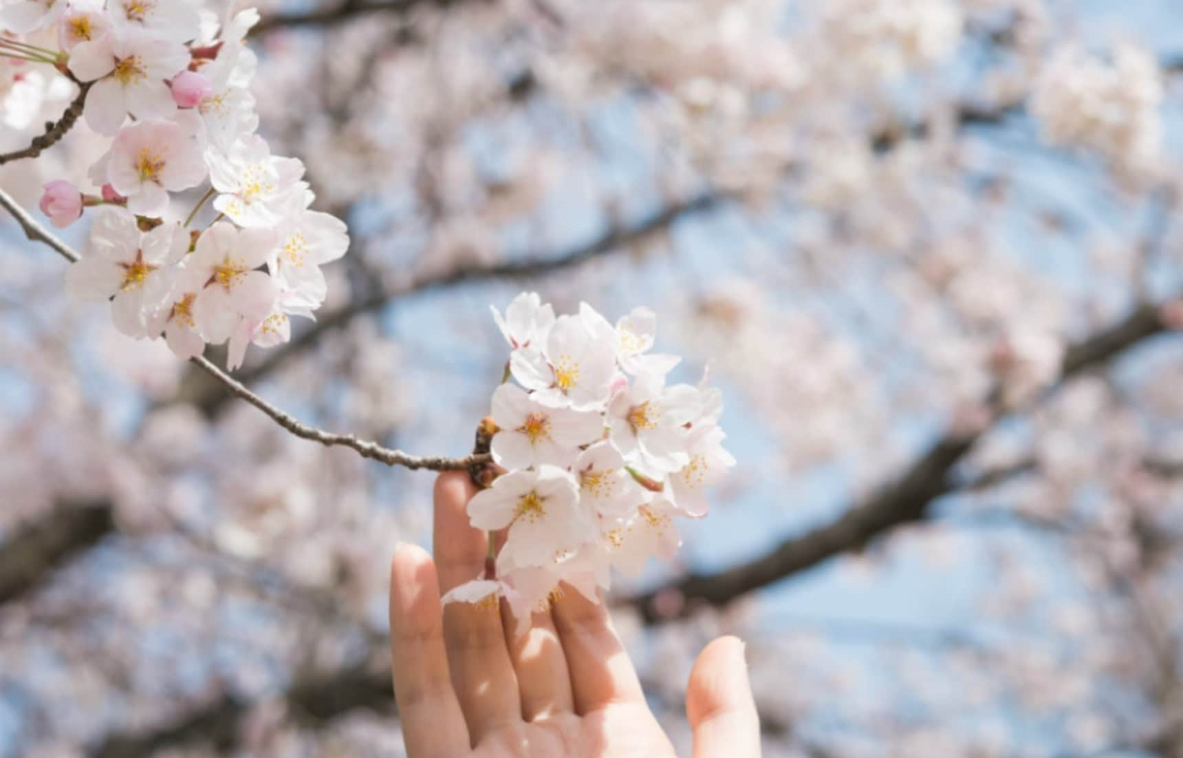 Japanese Festivals: Hanami | All About Japan