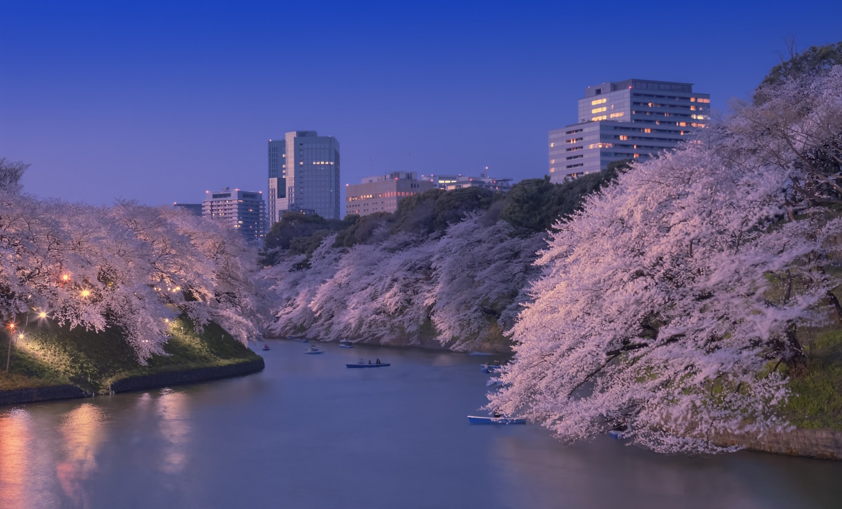 Best Cherry Blossom Peak Bloom at Night: Yozakura - Sakuraco