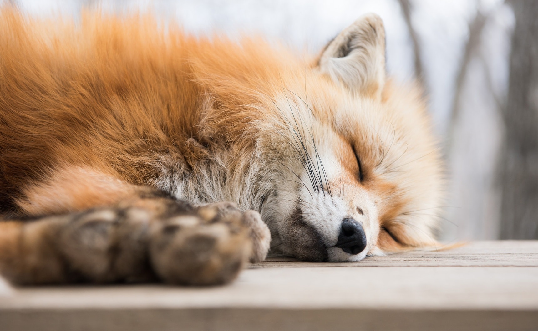 3 Ridiculously Cute Animal Destinations | All About Japan