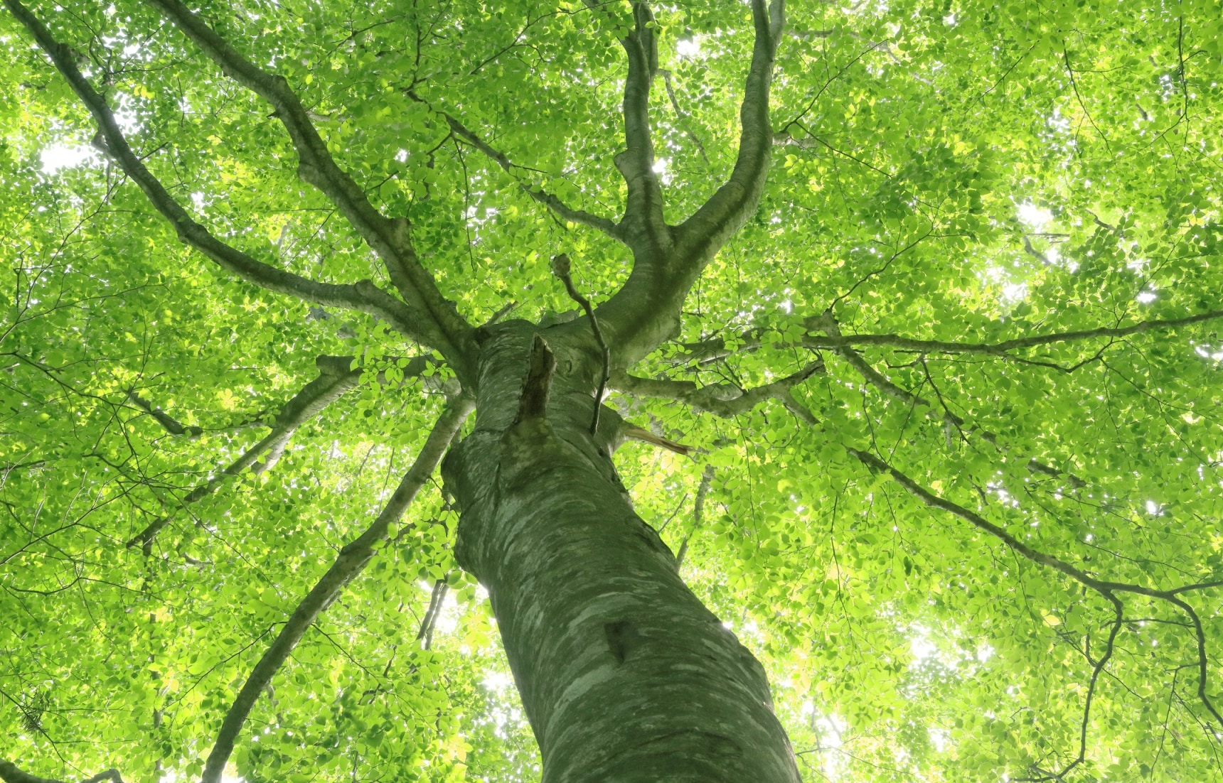 the-oldest-beech-trees-in-asia-all-about-japan