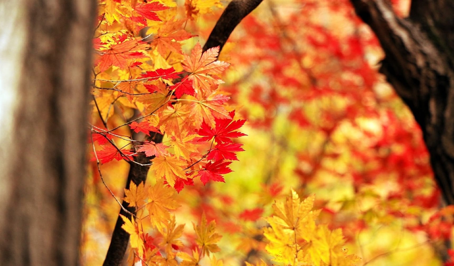 颜色为先 — 在日本秋季，我们能经历几种颜色呢？