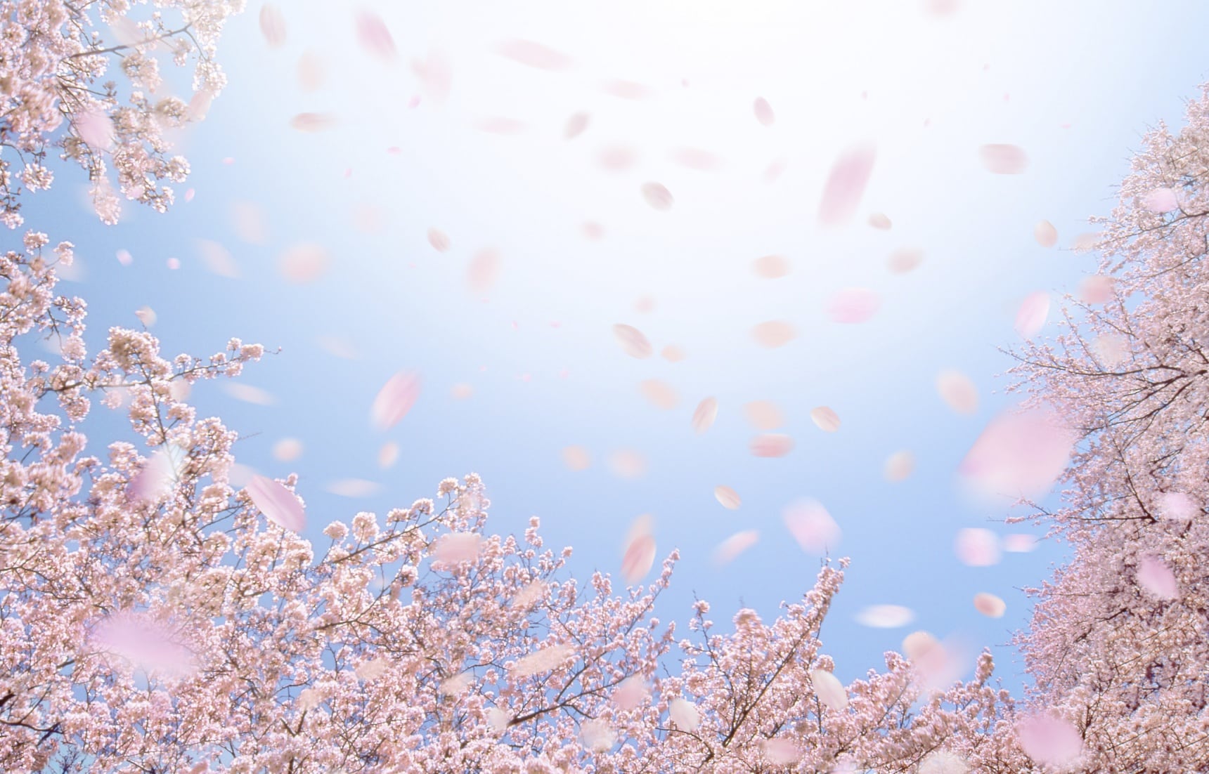 Cherry Blossoms & Climate Change