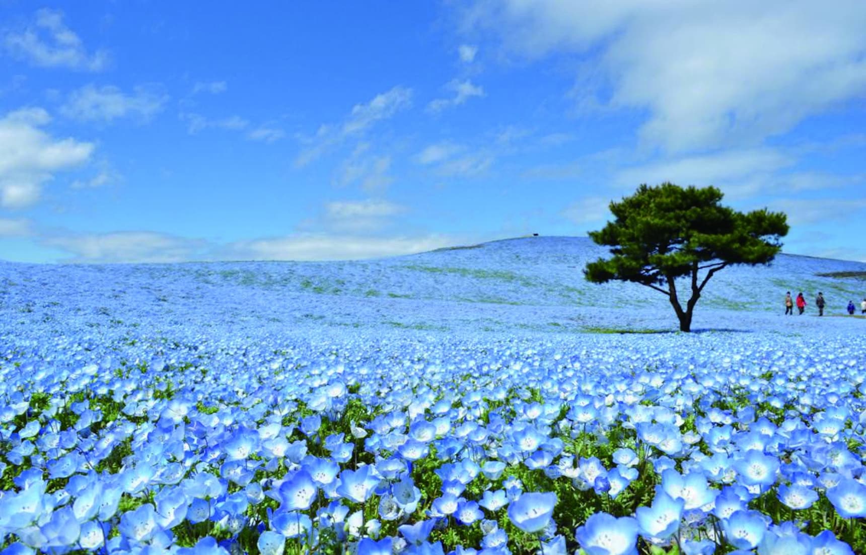 12 Things to Do in Ibaraki in Spring | All About Japan