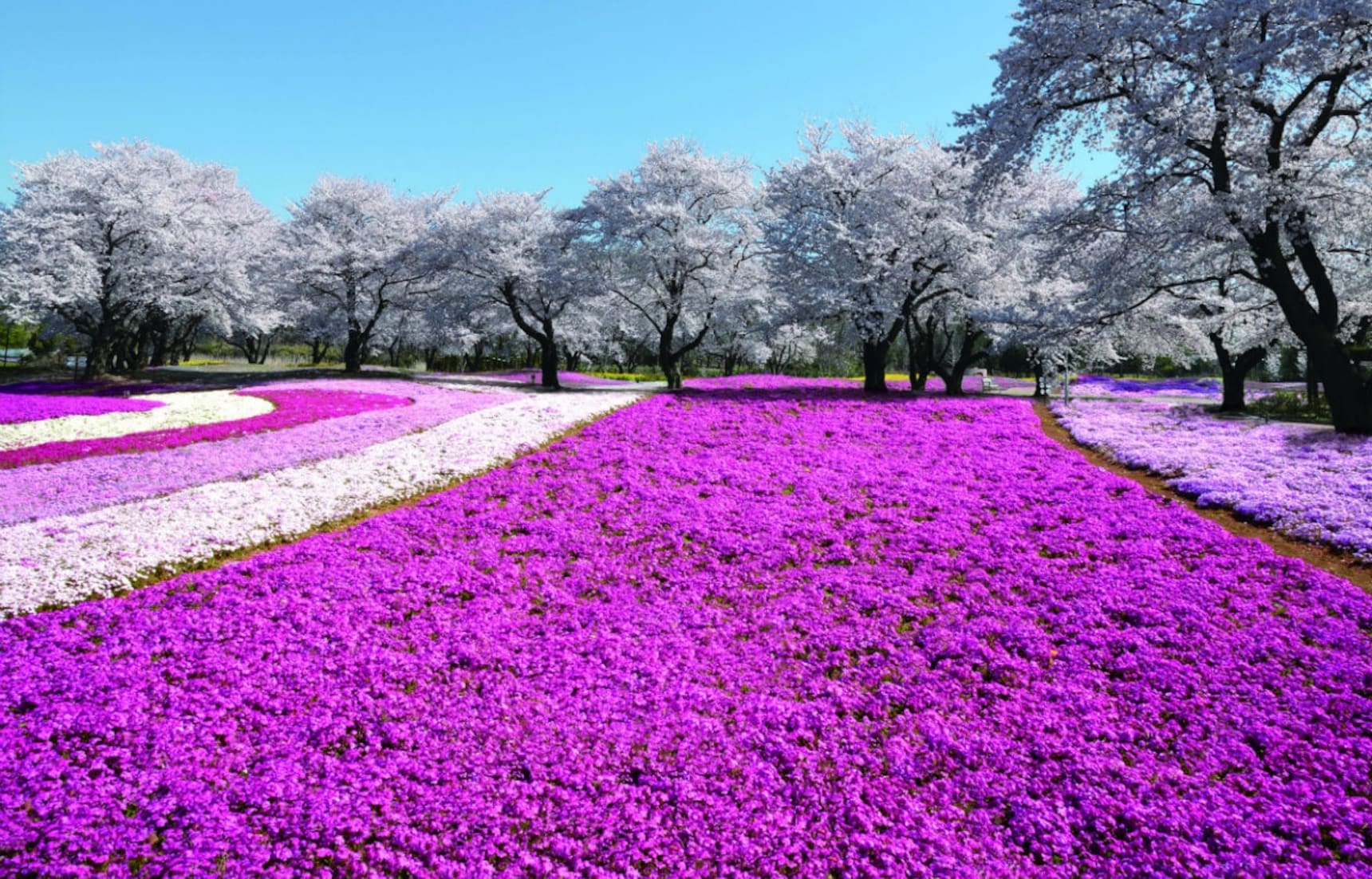 12 Things to Do in Gunma in Spring | All About Japan