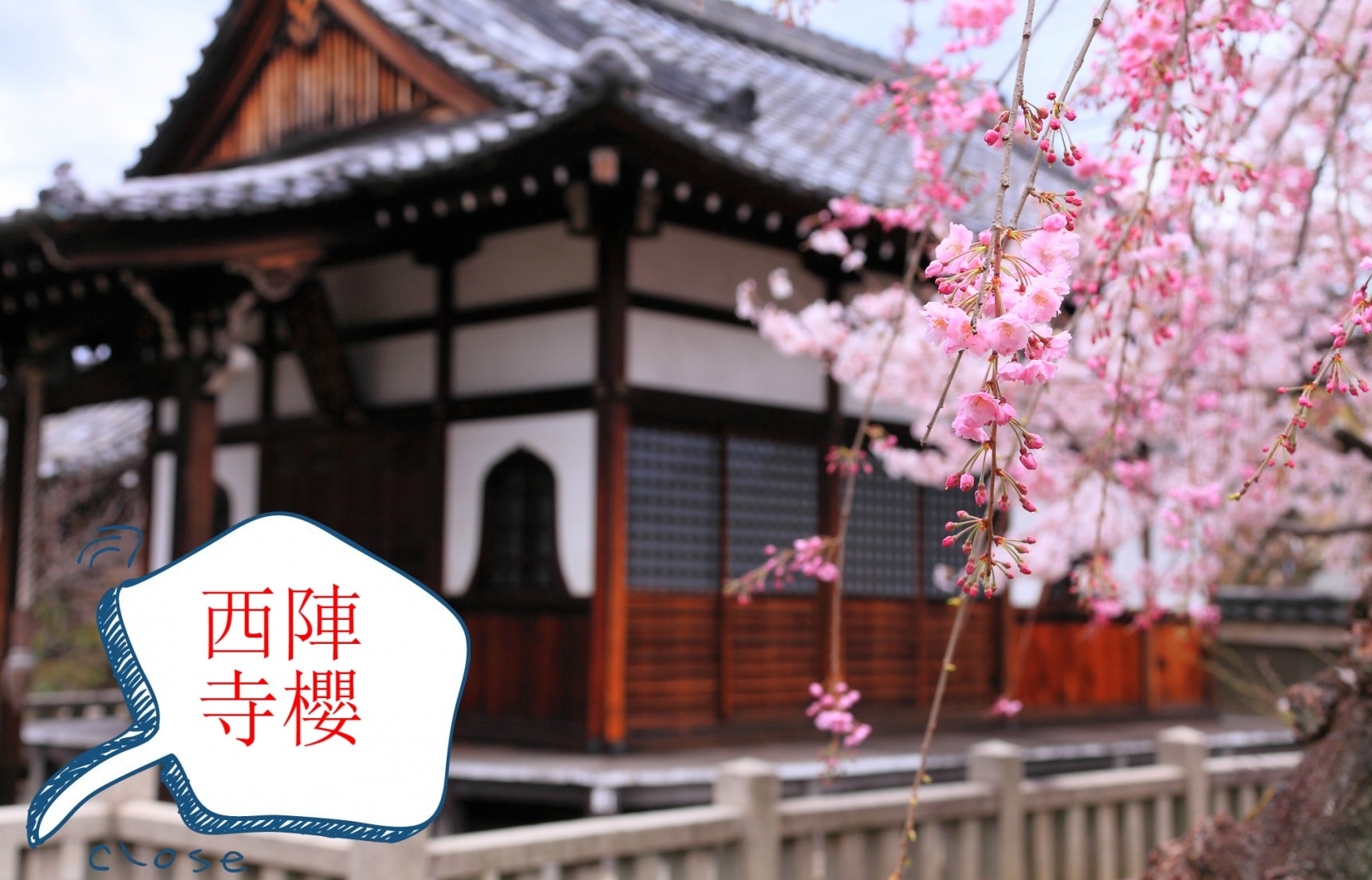 遇見寺櫻，京都西陣3大隱秘花見景點