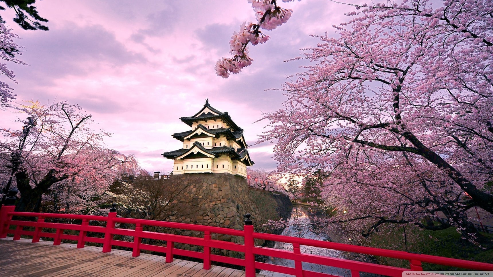 Beautiful Pink Blossom Flowers With Path Between Wood Fence And River In  Park HD Spring Background Wallpapers, HD Wallpapers