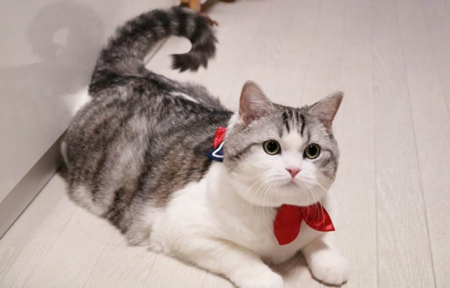 Dress Your Cat as a Japanese High School Girl