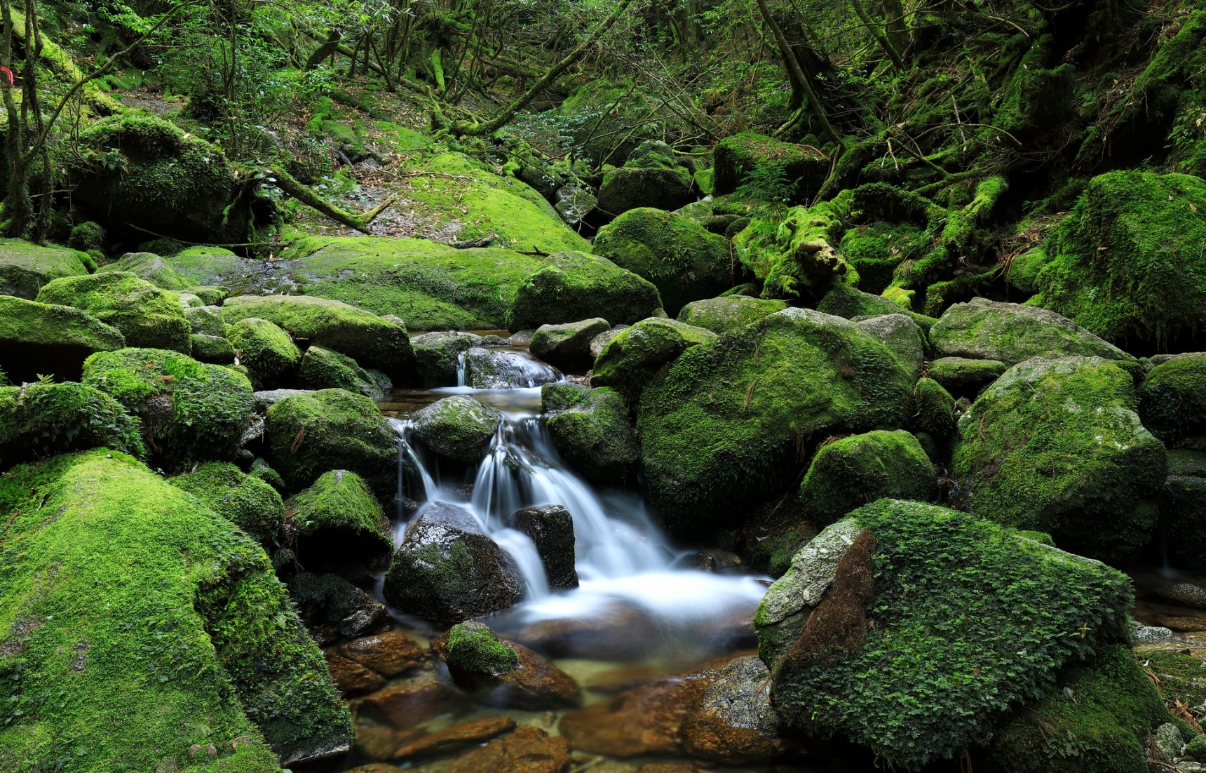 lesson7 eco tour in yakushima